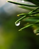 A close up of a pine branch with water drops