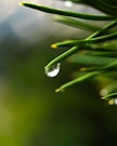 A close up of a pine branch with water drops