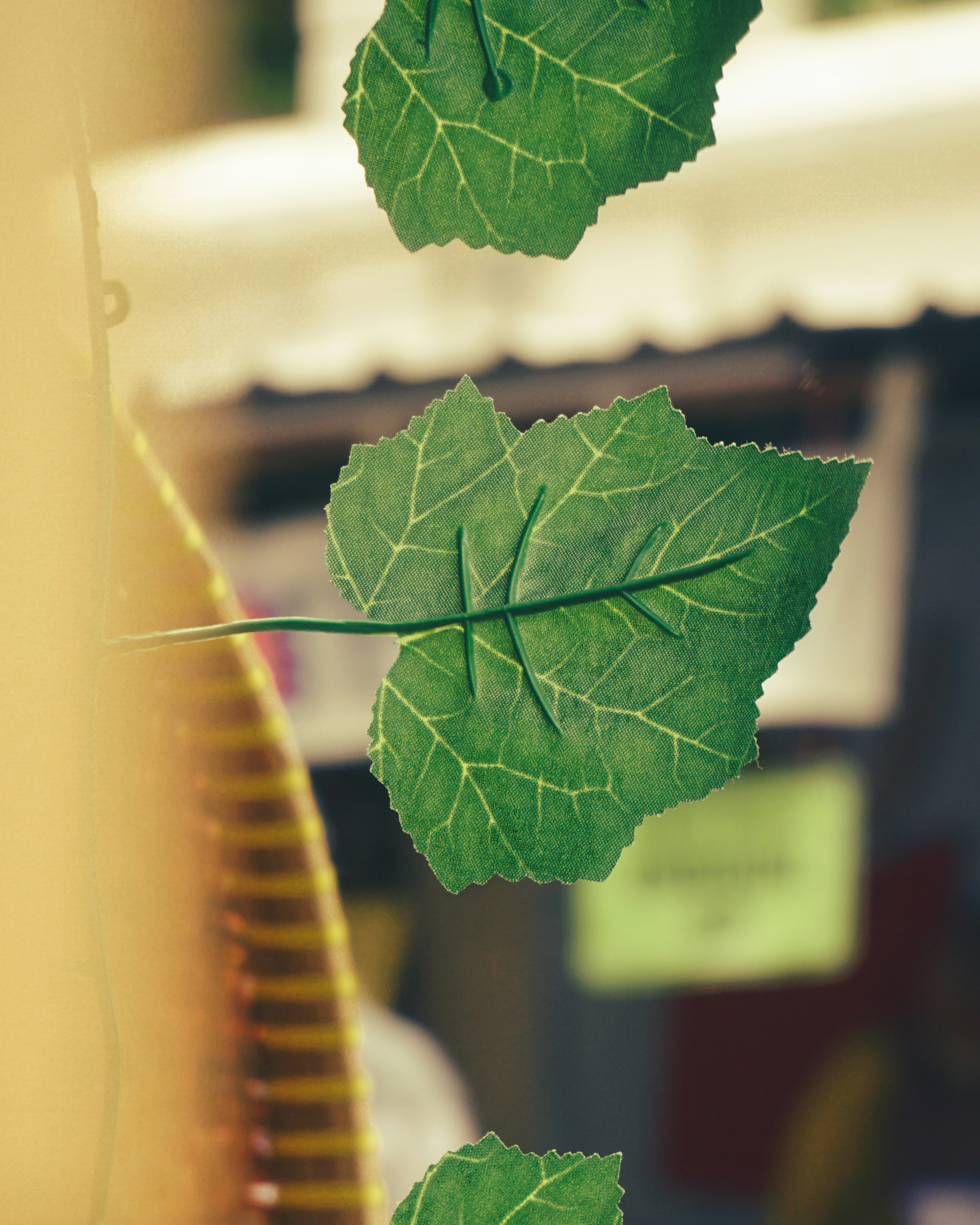A close up of a green plant with leaves
