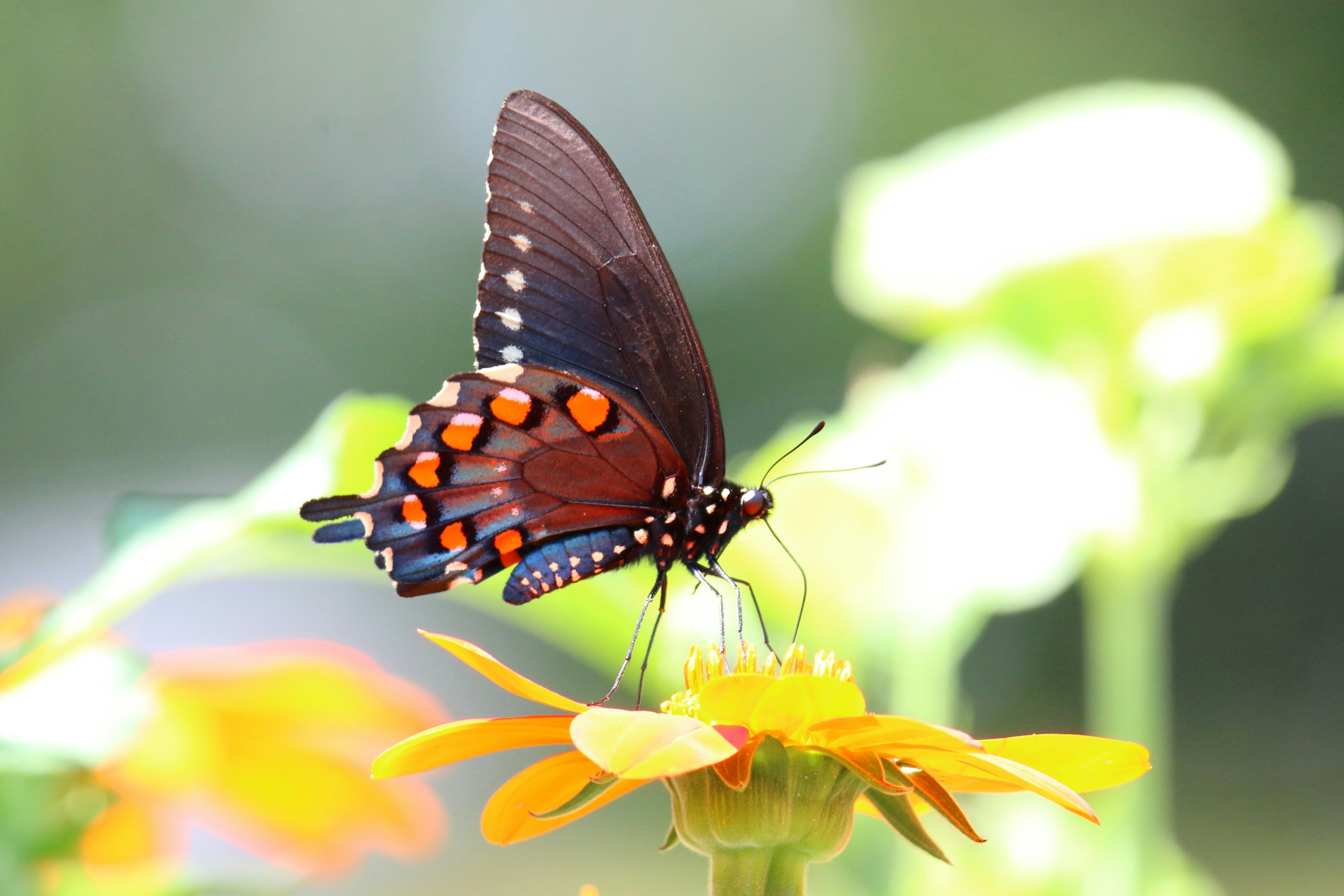 Photo by goldenplover31