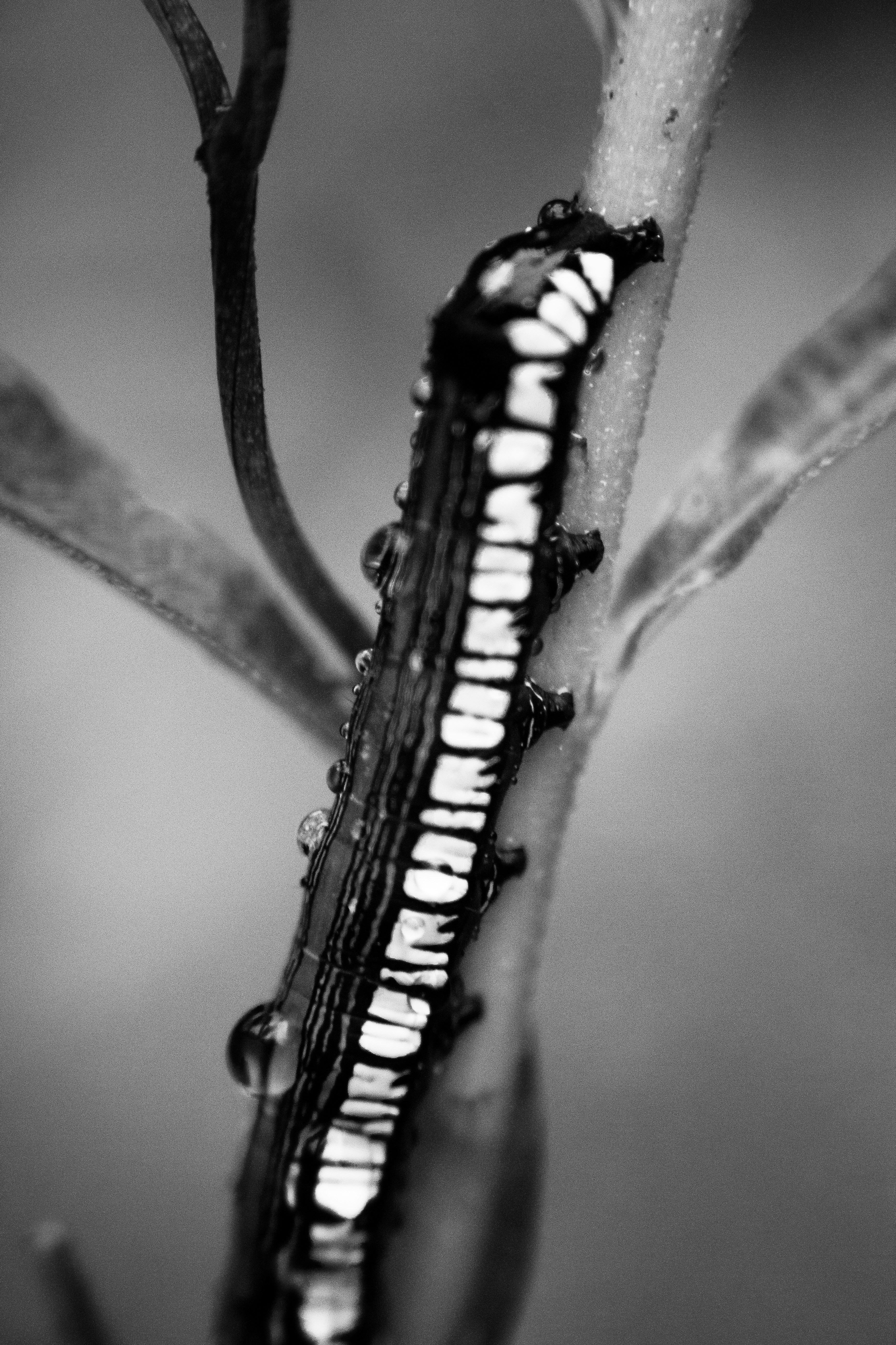 A black and white photo of a caterpillar photo – Free White Image on ...