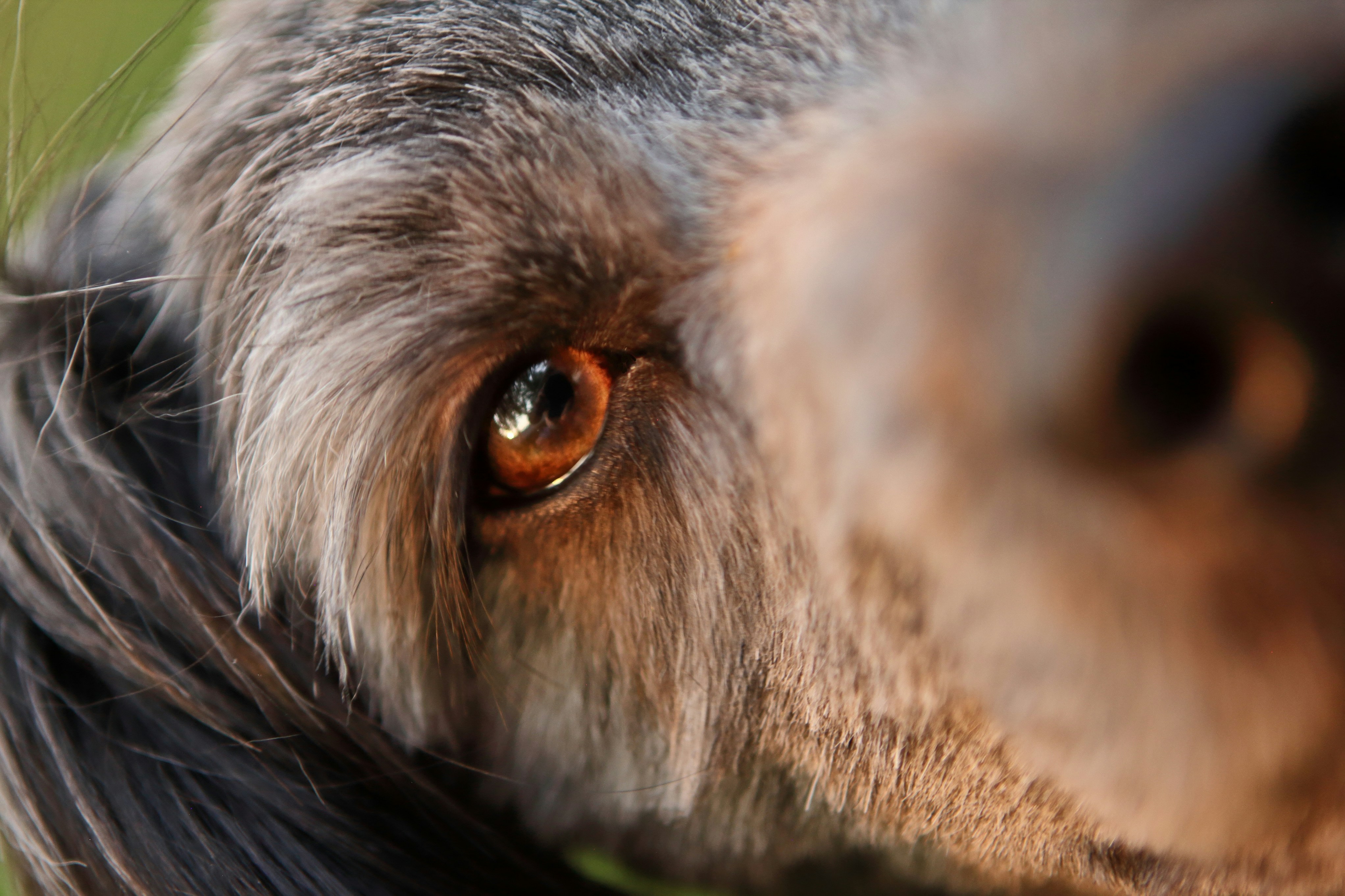 A close up of a dog's face with a blurry background