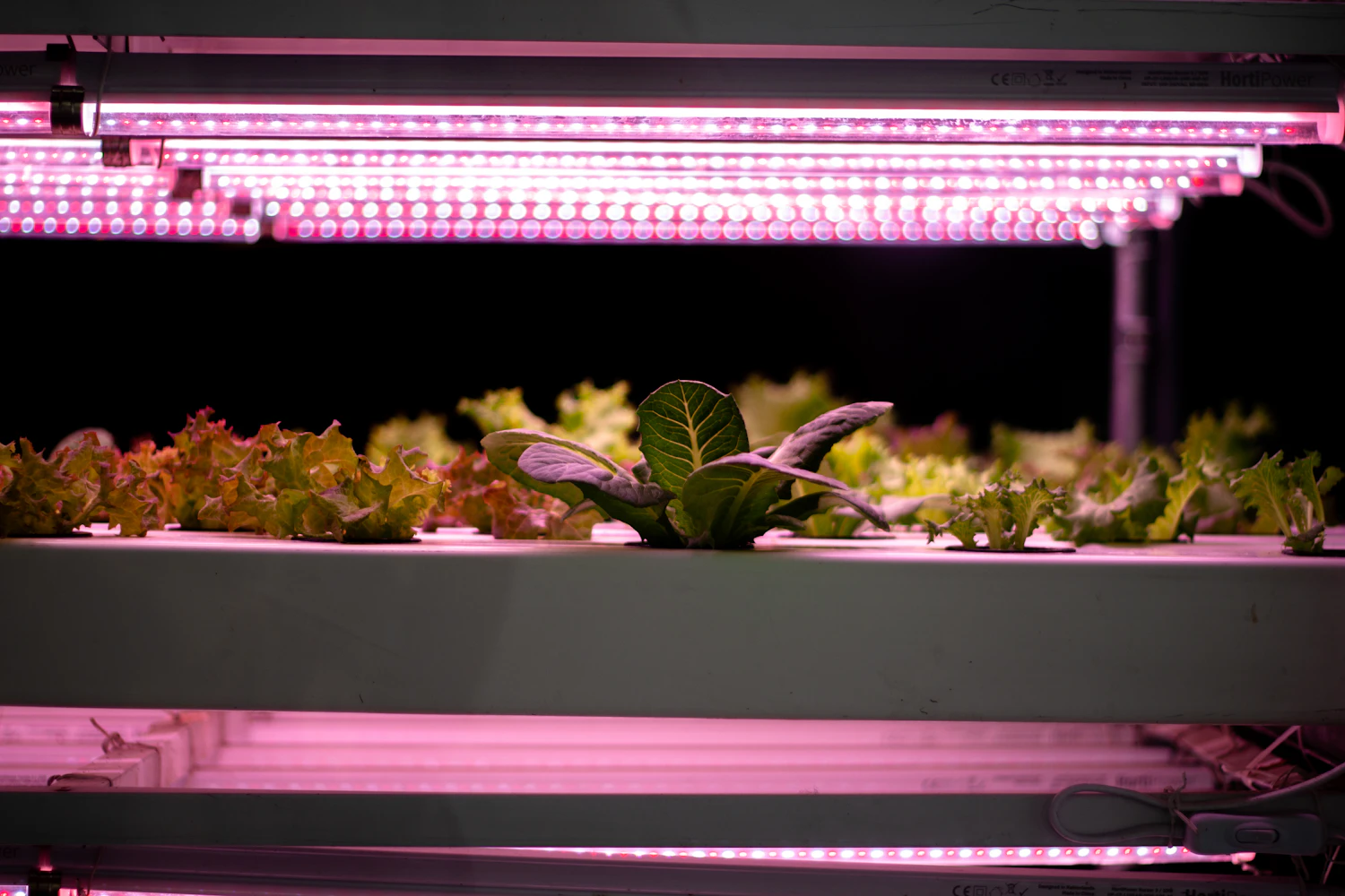 Lettuce seedlings on a two-shelf rack under pink LED light bars
