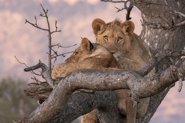 Kruger National Park, Lions in a tree