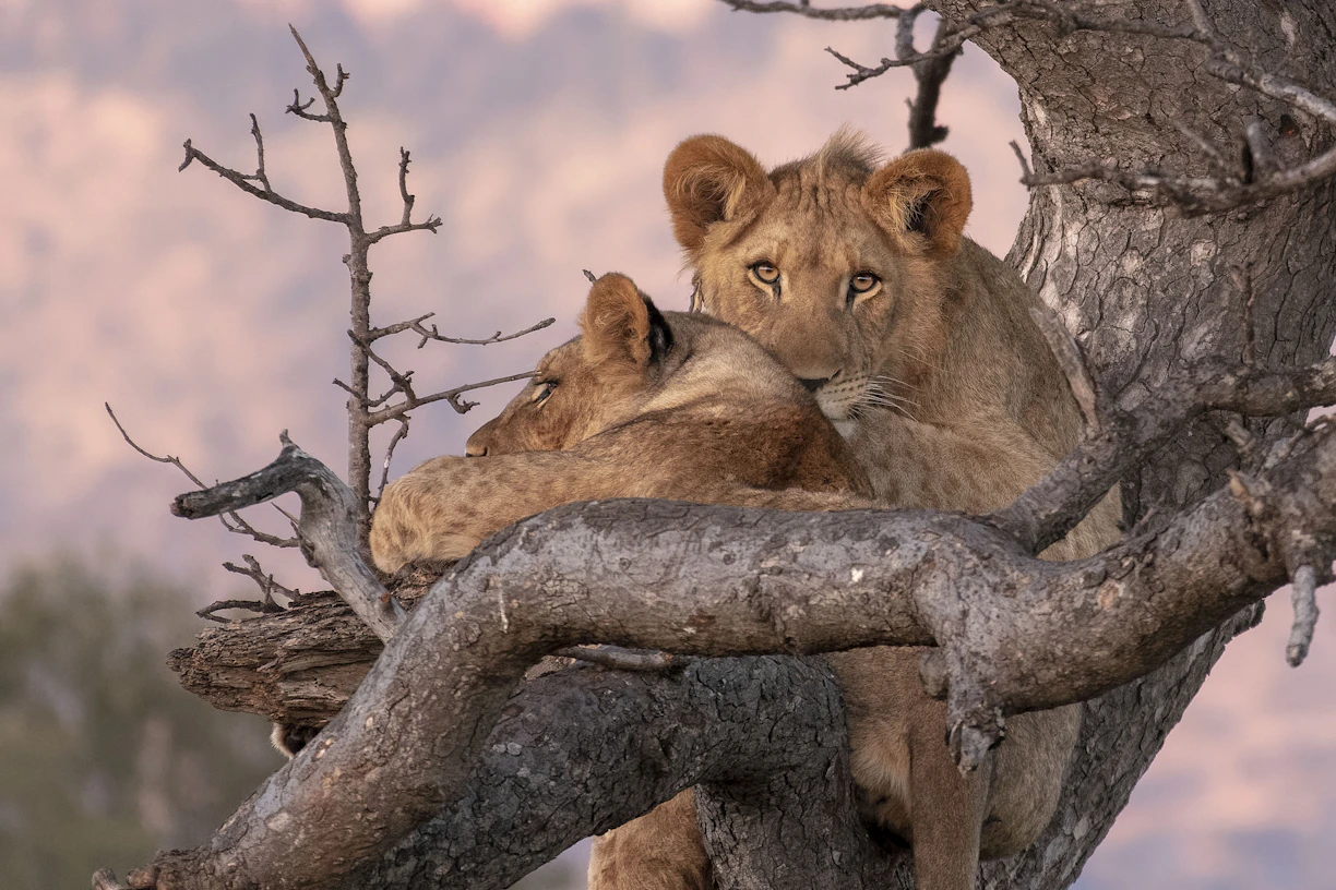 Kruger National Park, Lions in a tree