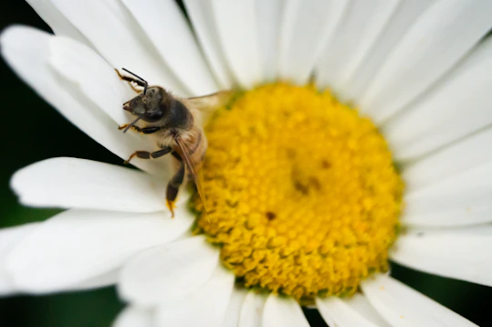 A bee sitting on top of a white flower