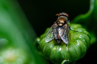 A fly sitting on top of a green flower