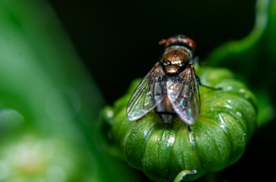 A fly sitting on top of a green flower