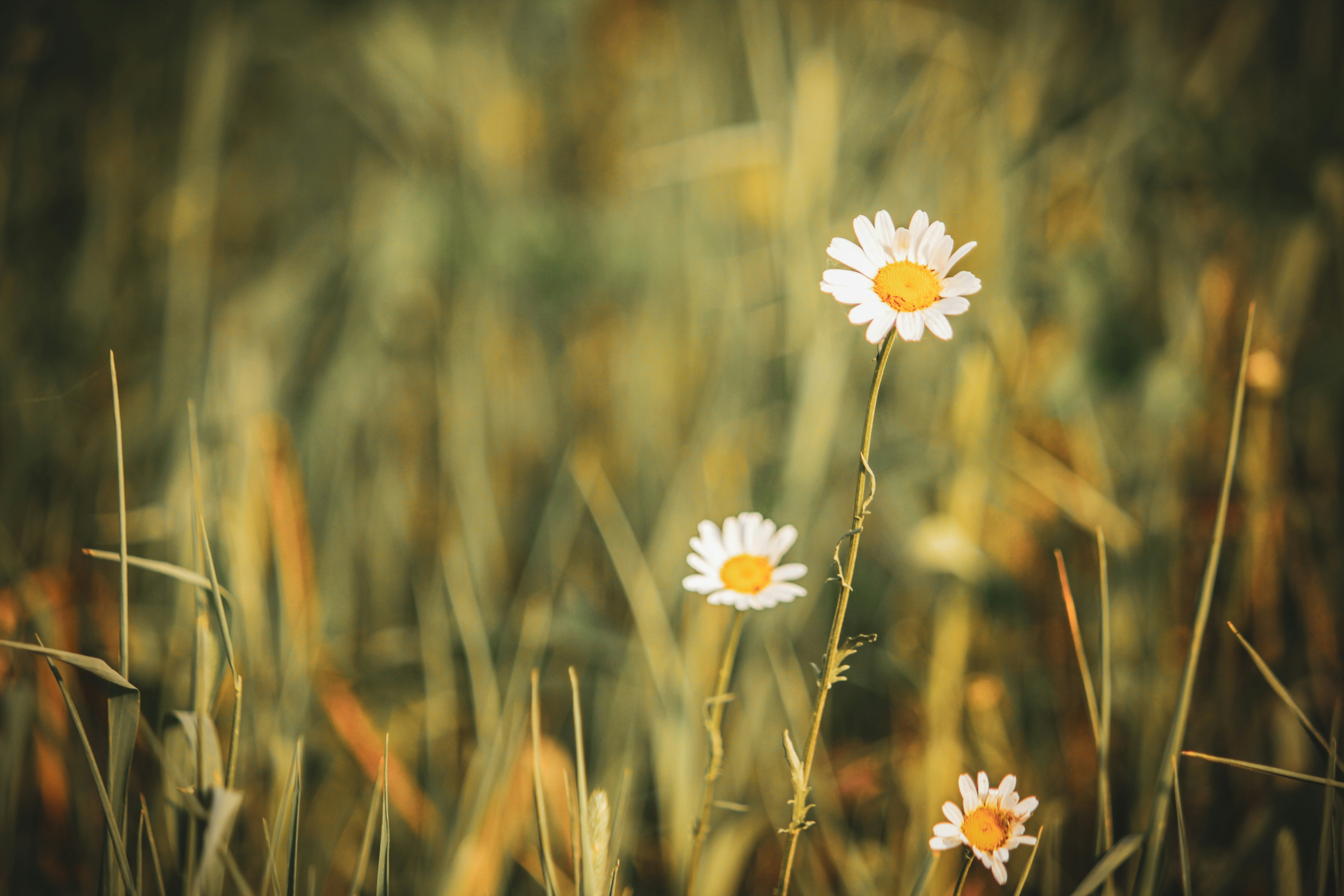 Tres margaritas en un campo de hierba alta foto – Imagen de Fondo de  pantalla gratuita en Unsplash, image size:3000x2000