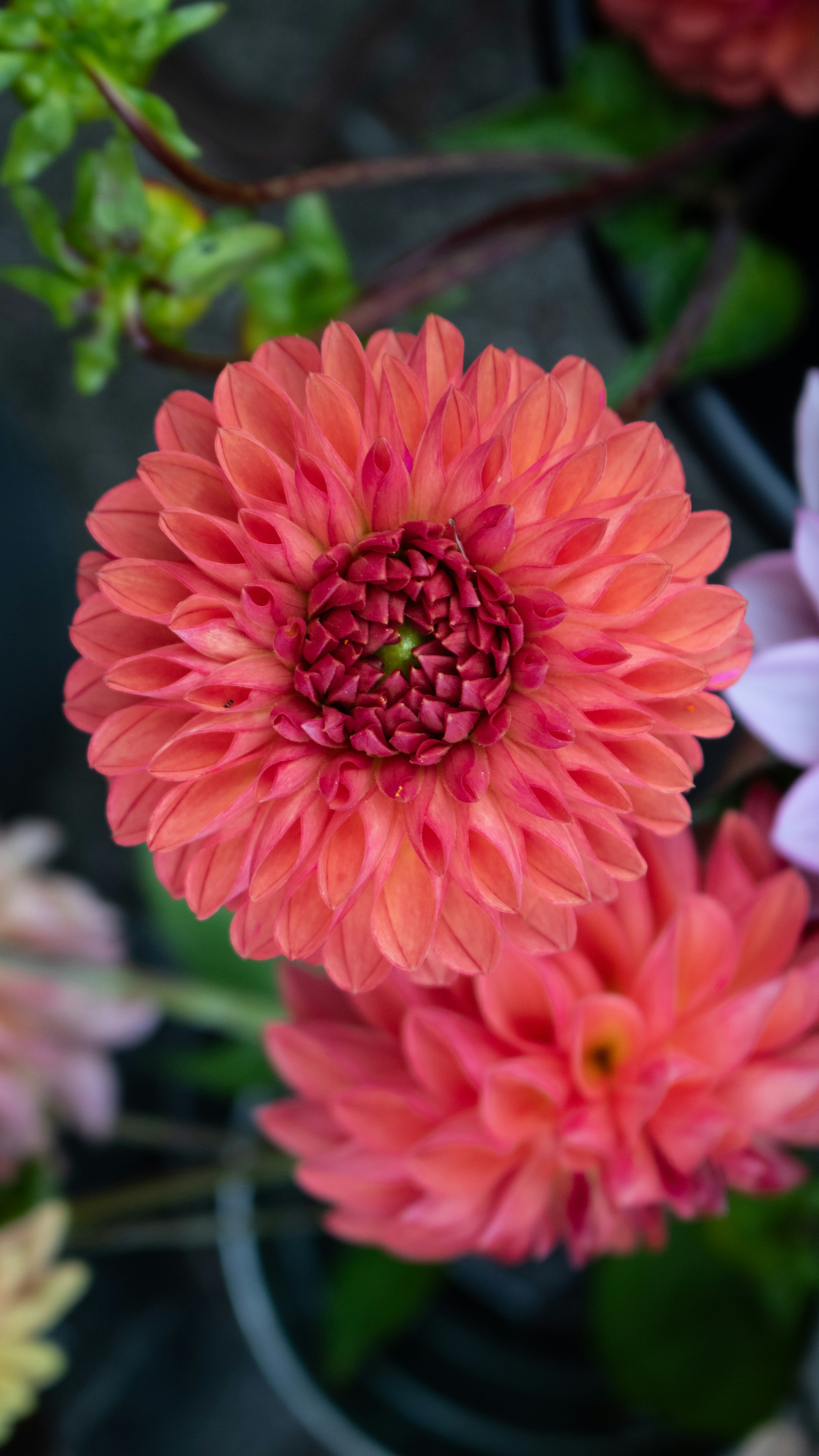 Photo by zoshuacolah