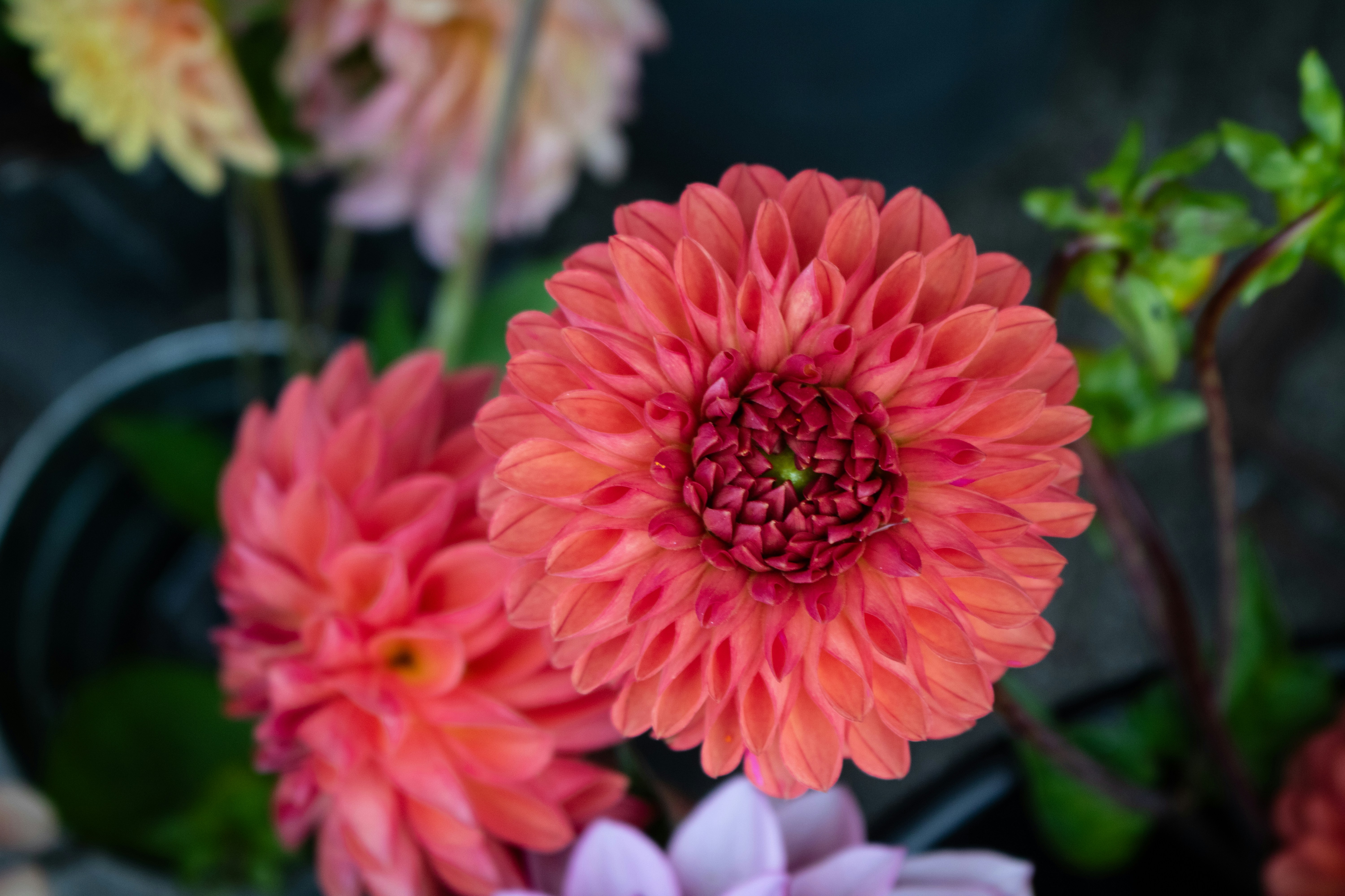 Photo by zoshuacolah