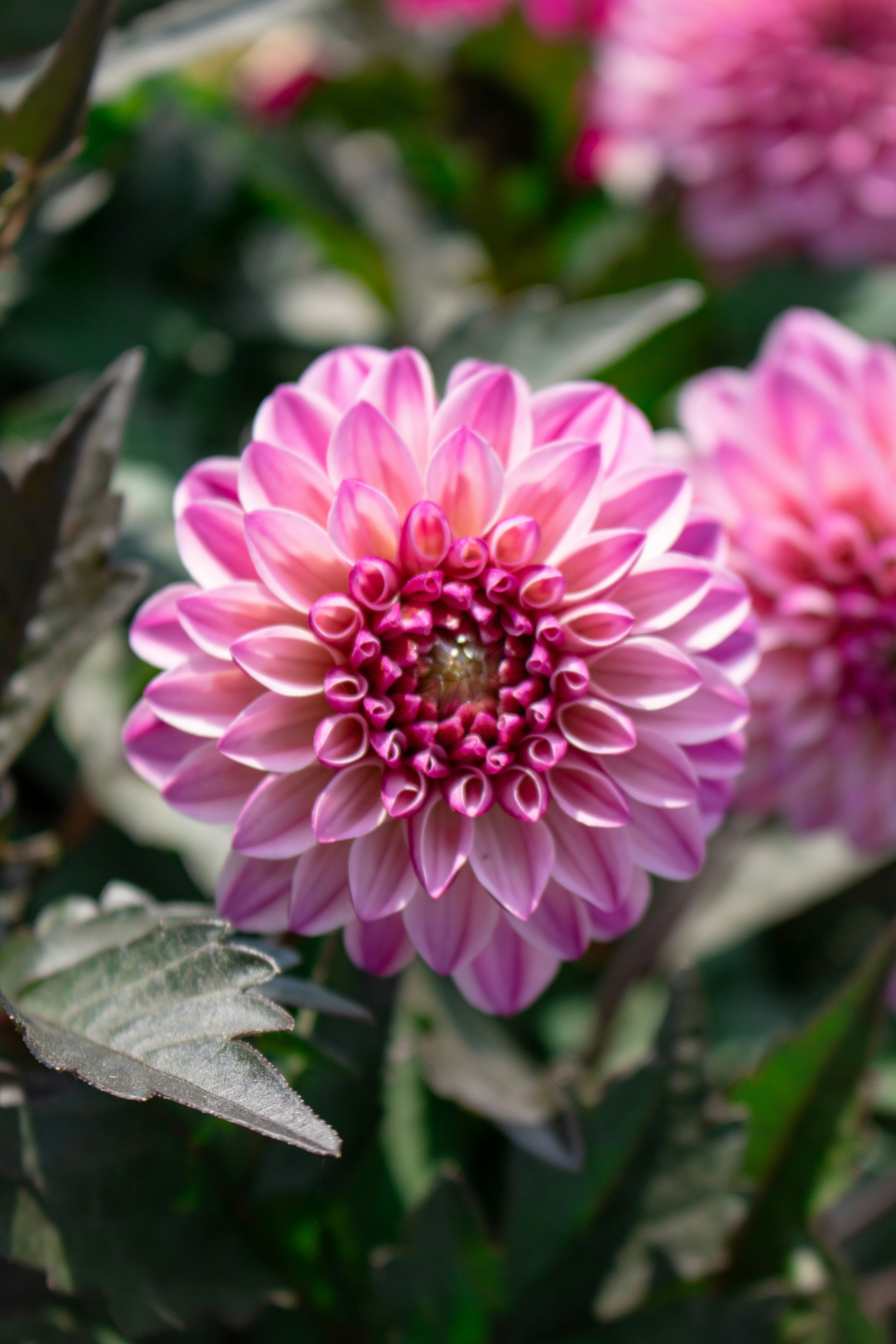 Photo by zoshuacolah