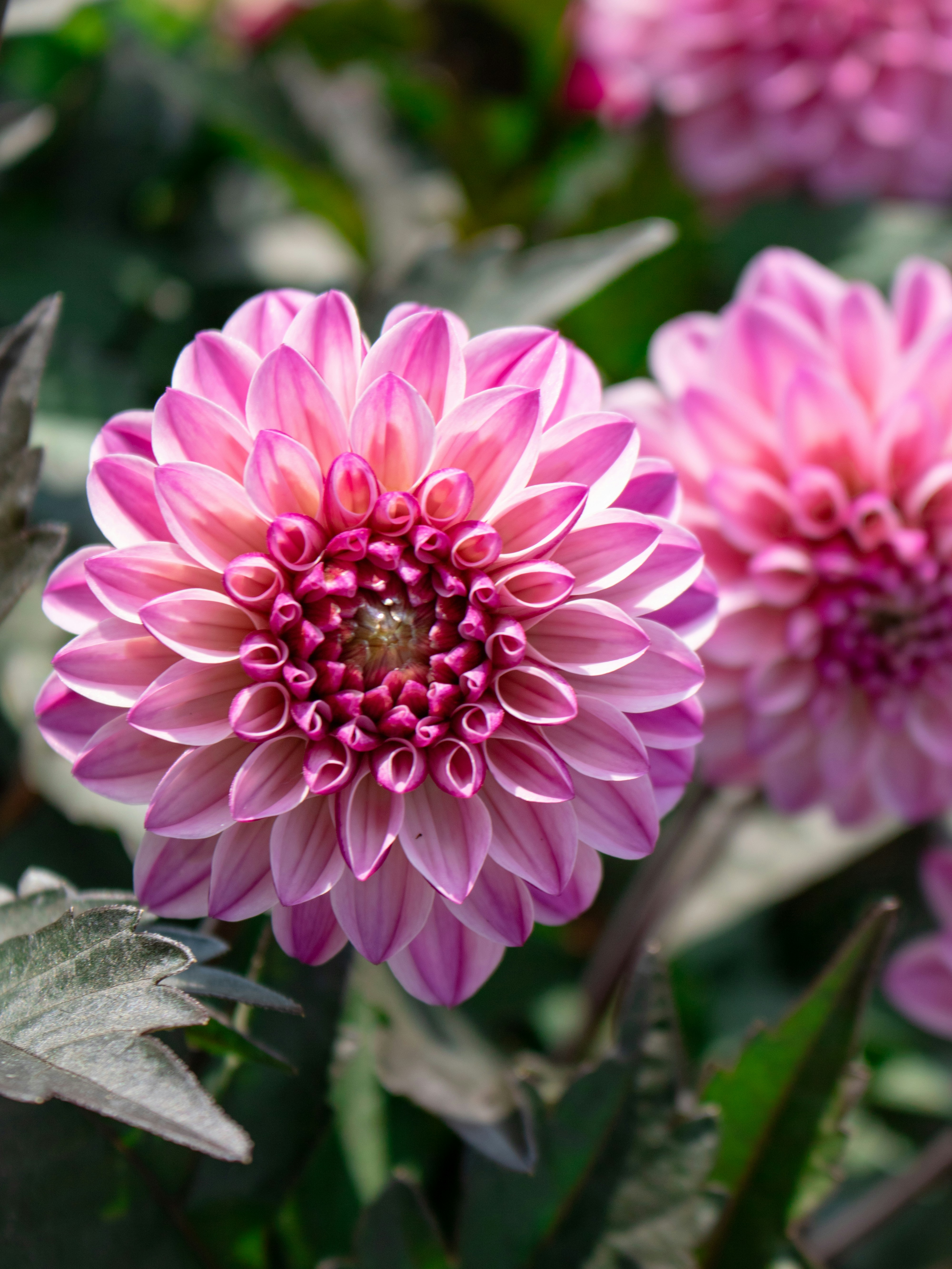 Photo by zoshuacolah