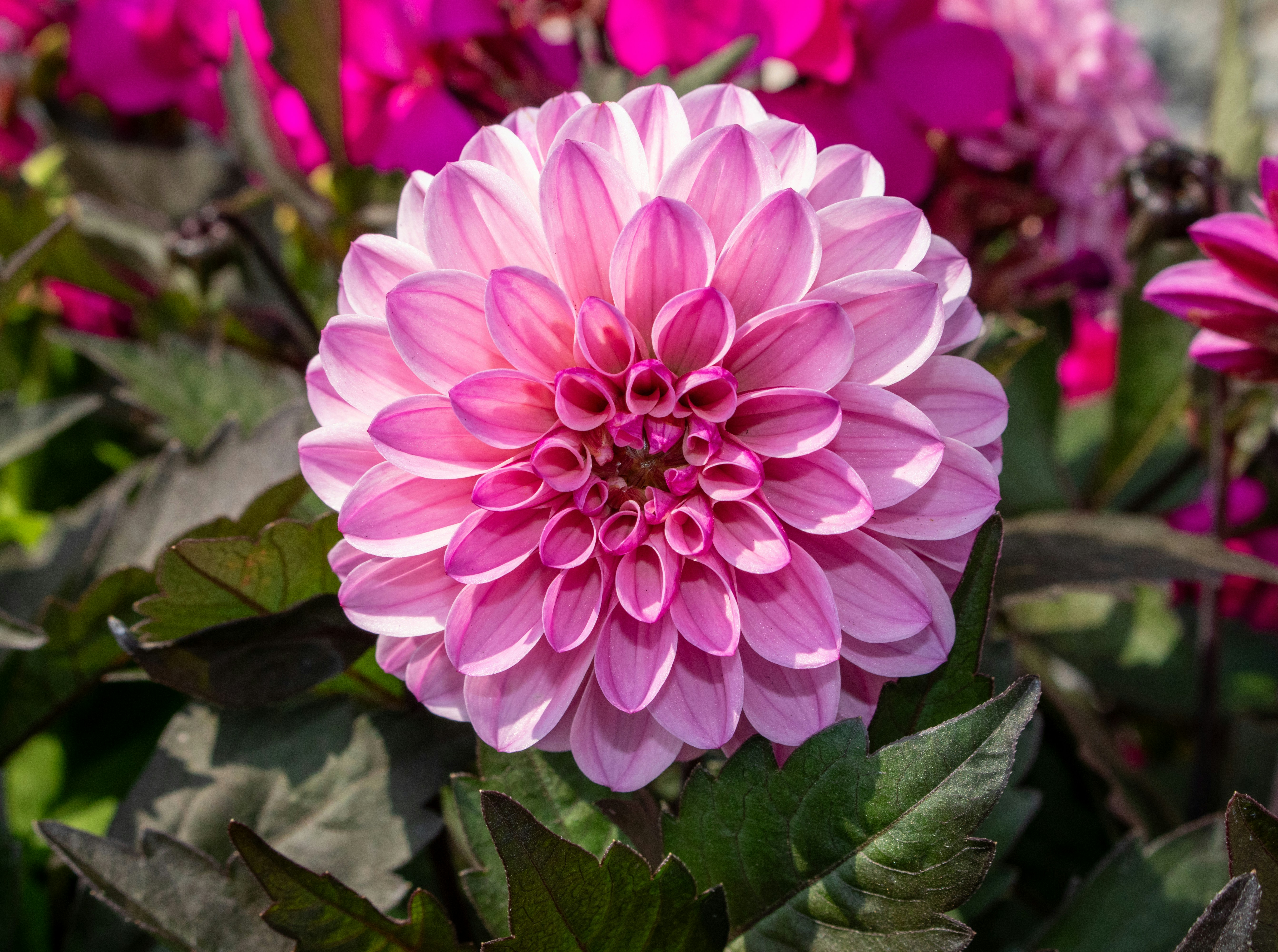 Photo by zoshuacolah