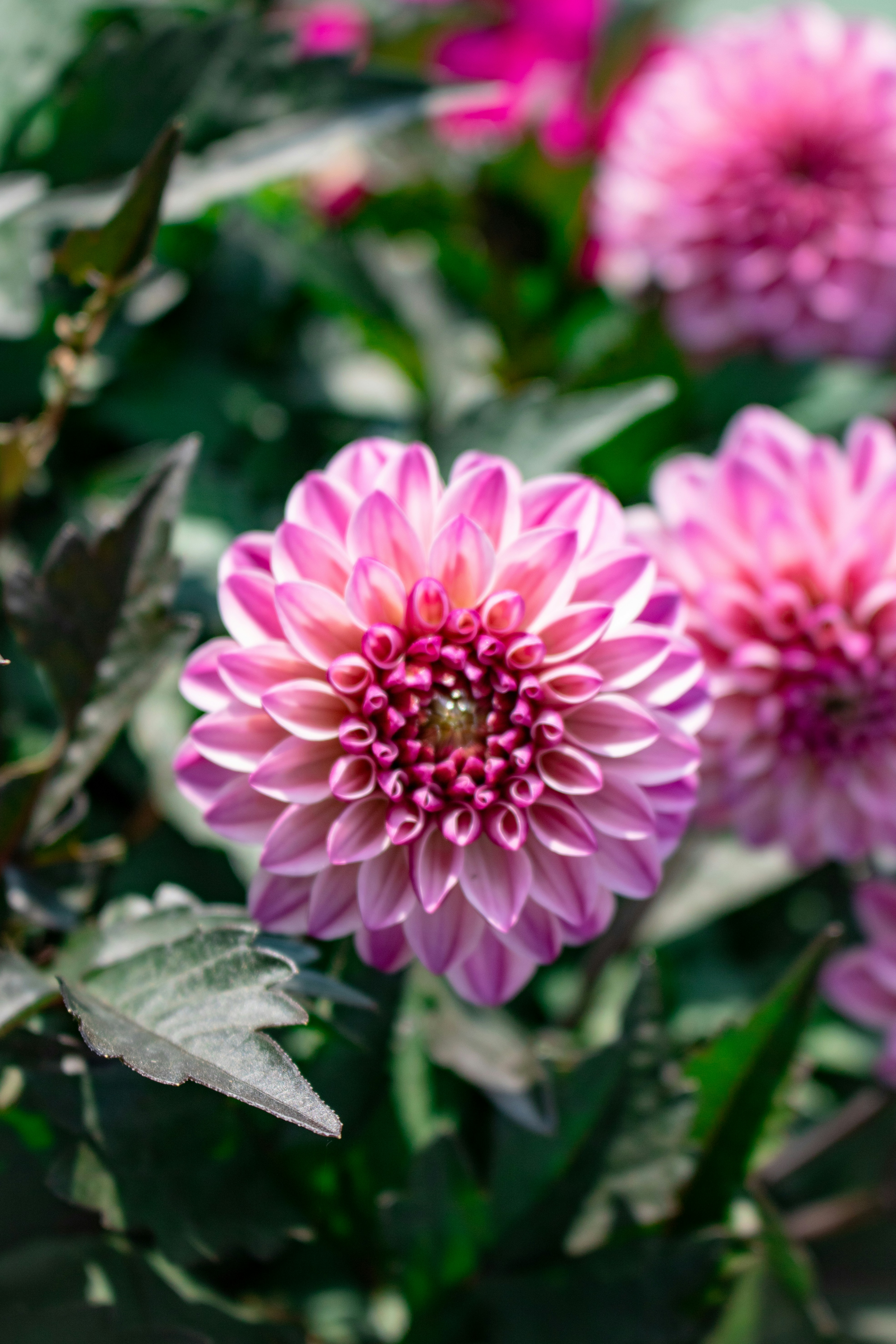 Photo by zoshuacolah