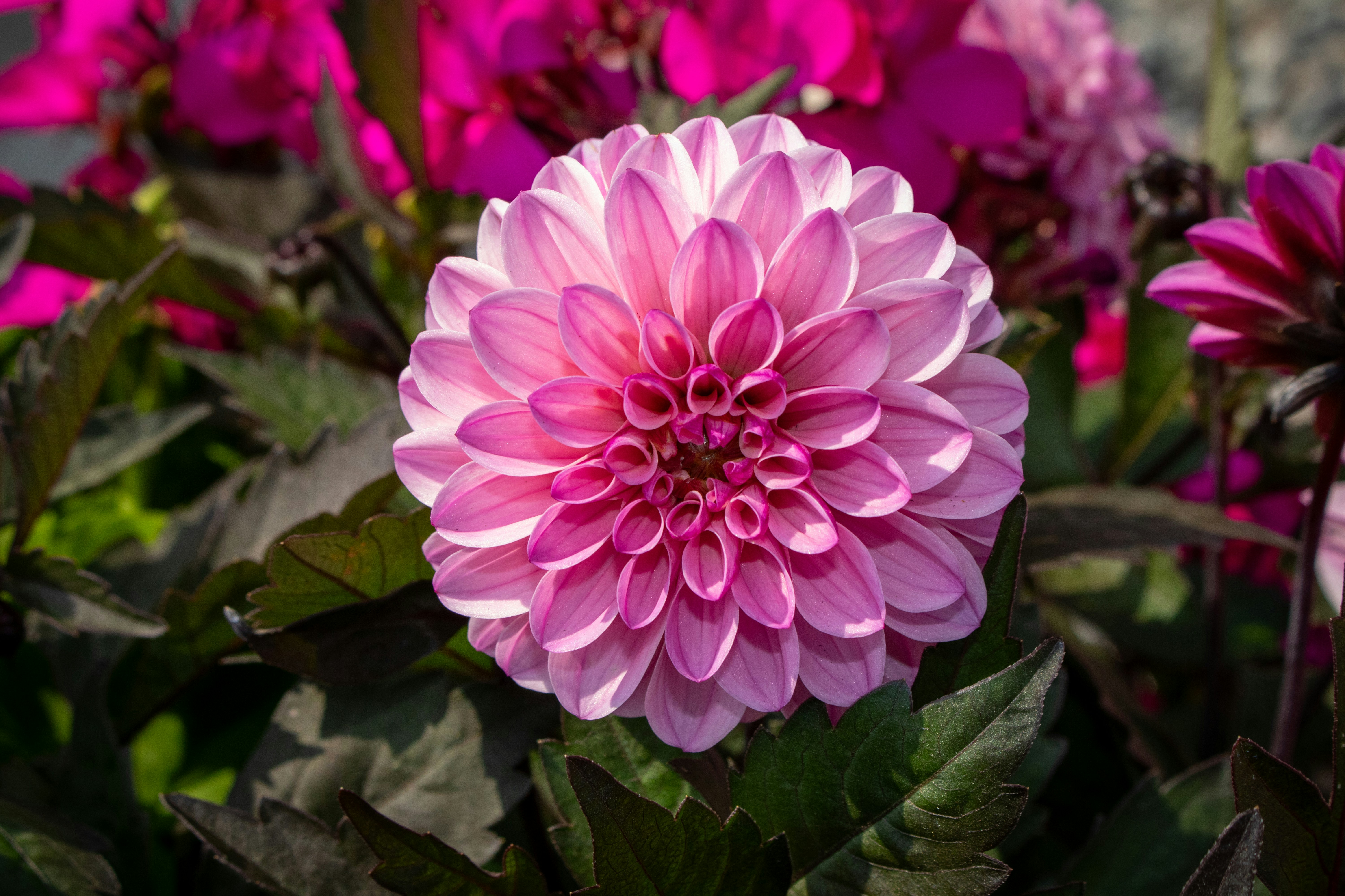 Photo by zoshuacolah