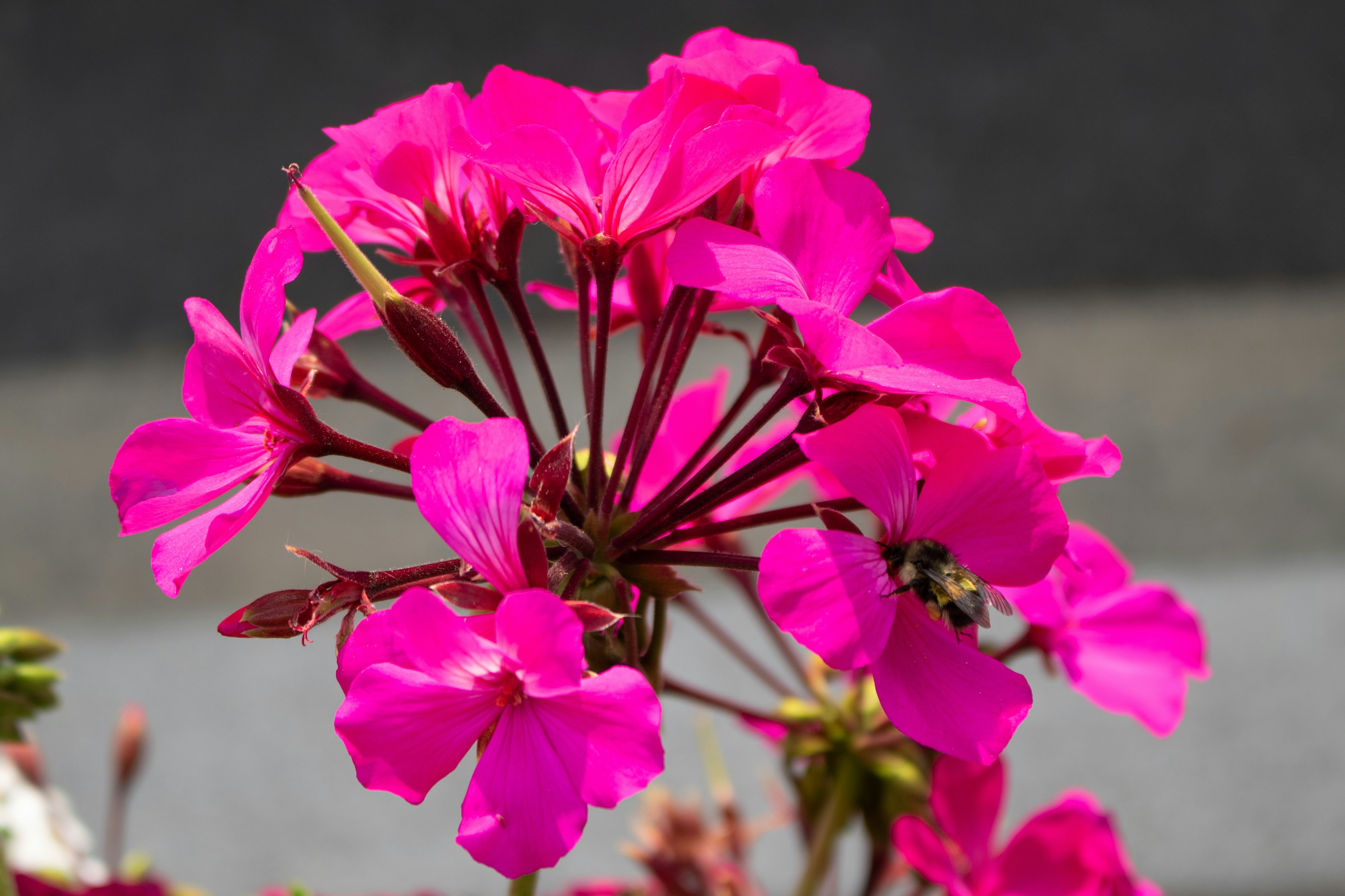 Photo by zoshuacolah