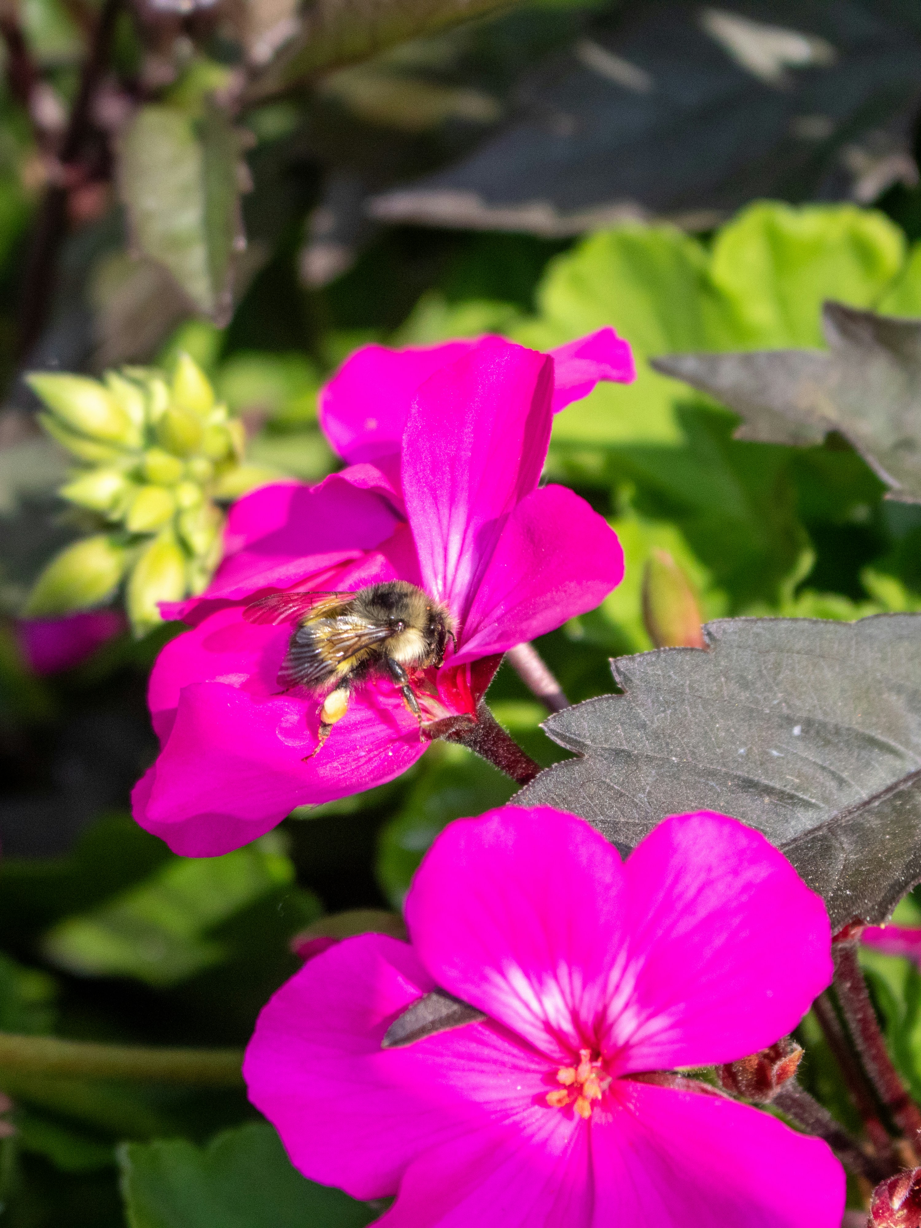 A bee sitting on a purple flower in a garden