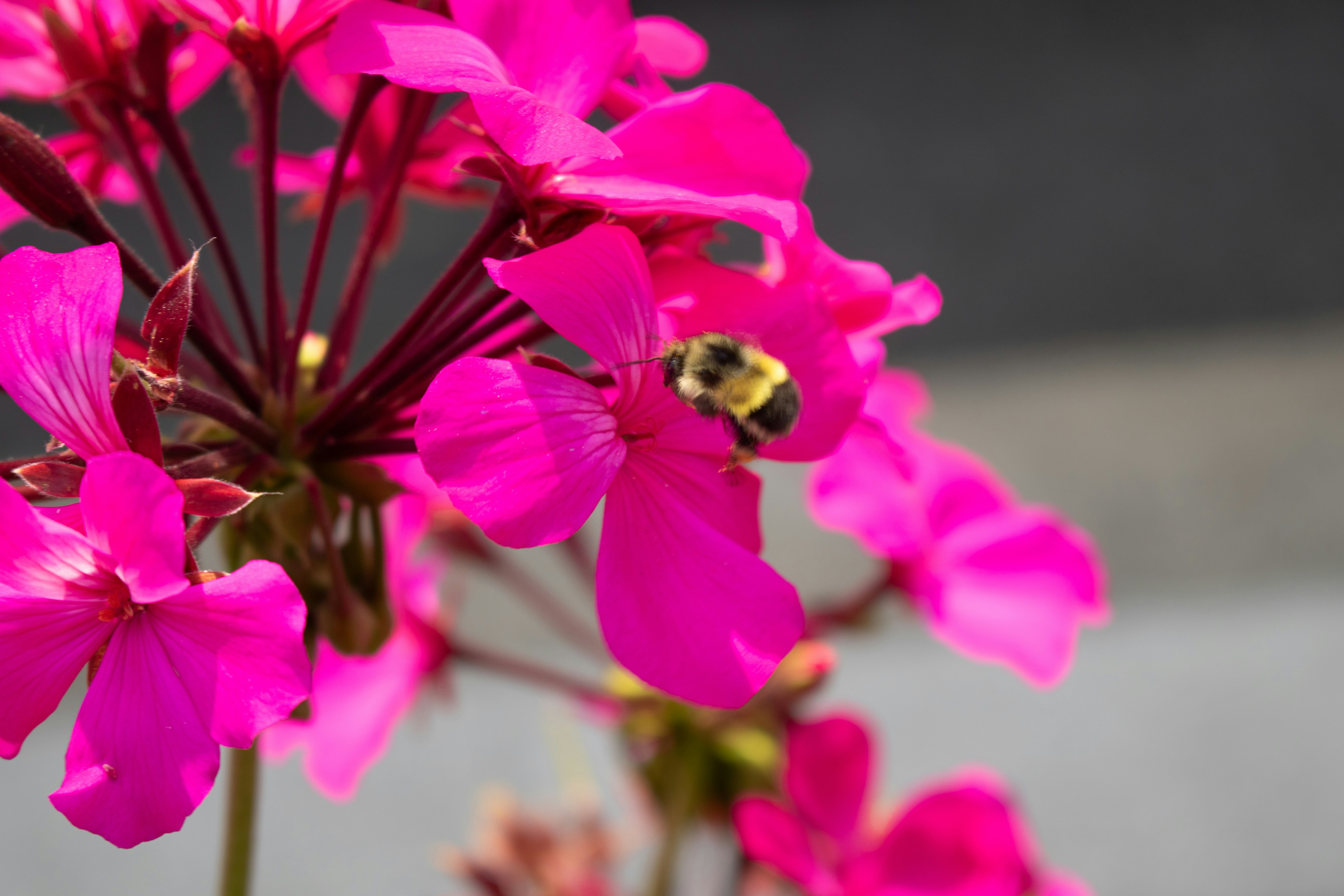 Photo by zoshuacolah