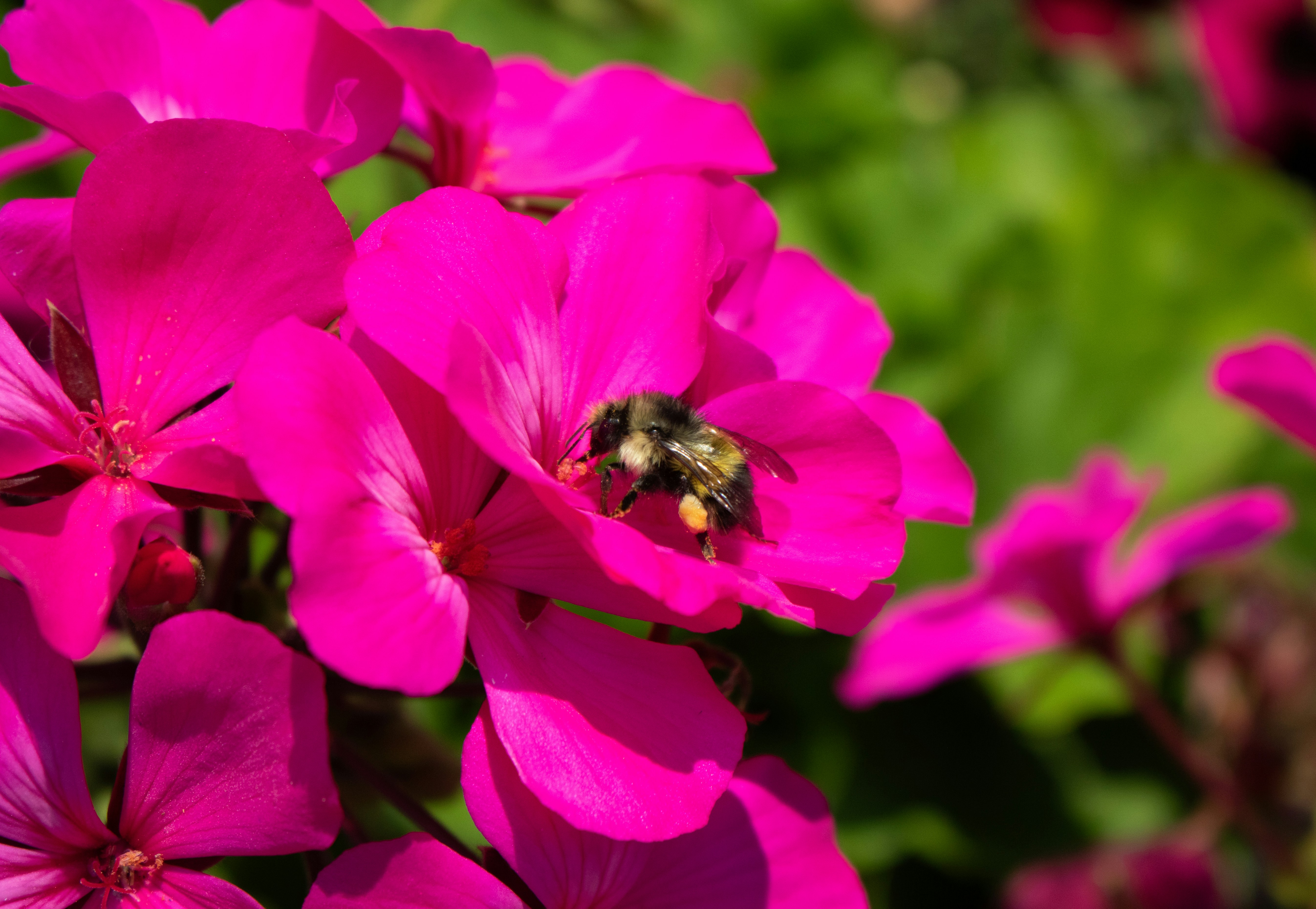 Photo by zoshuacolah