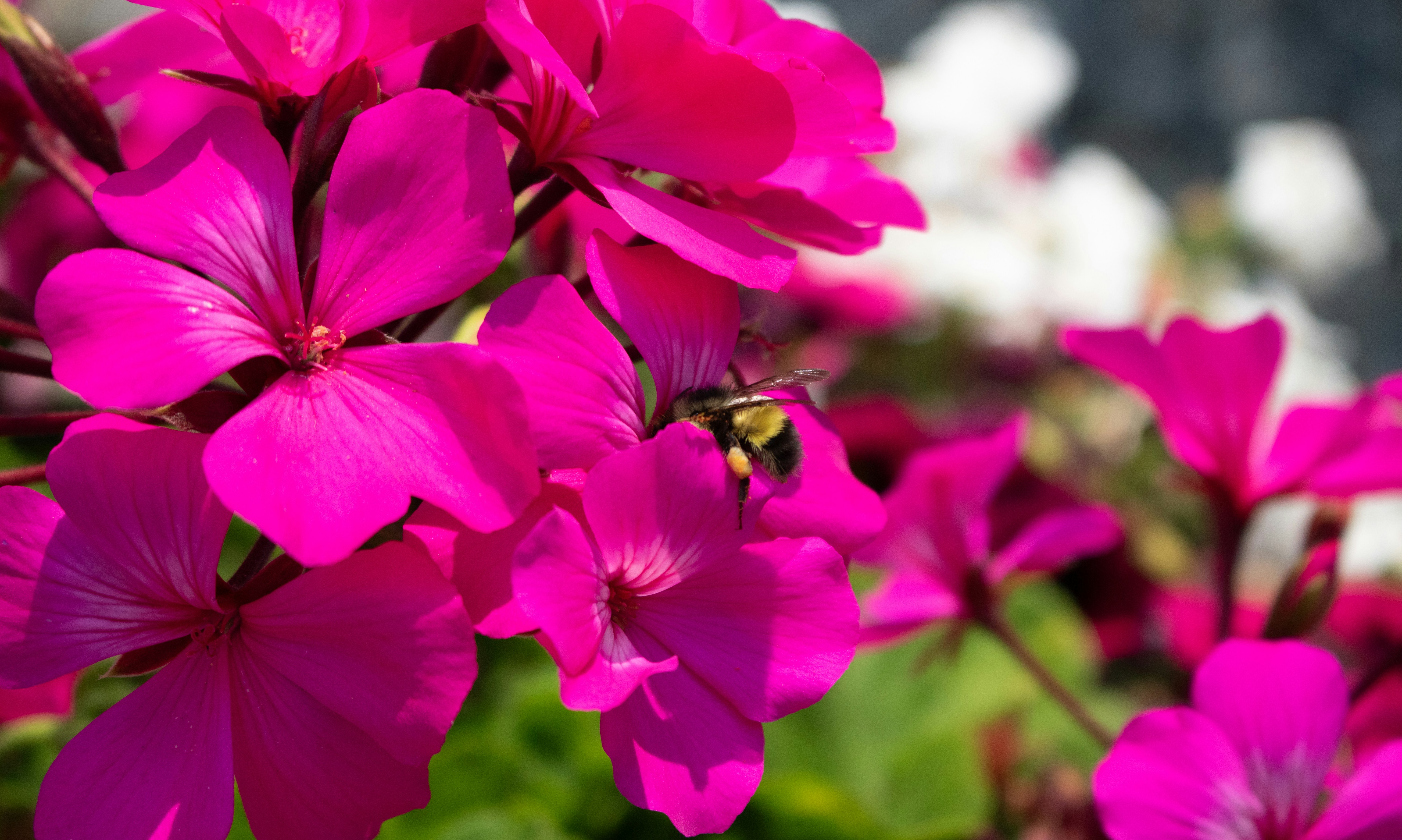 Photo by zoshuacolah