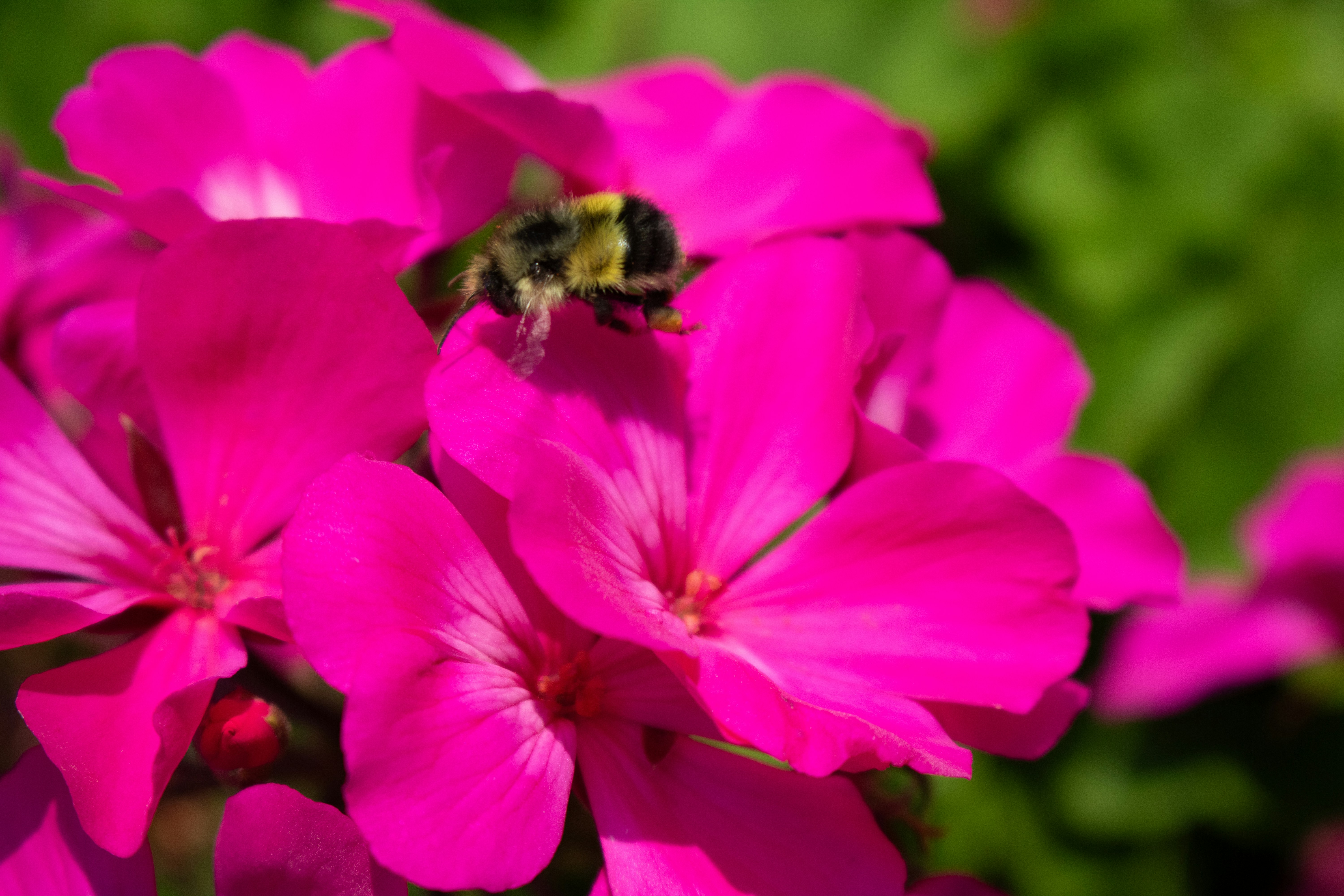 Photo by zoshuacolah