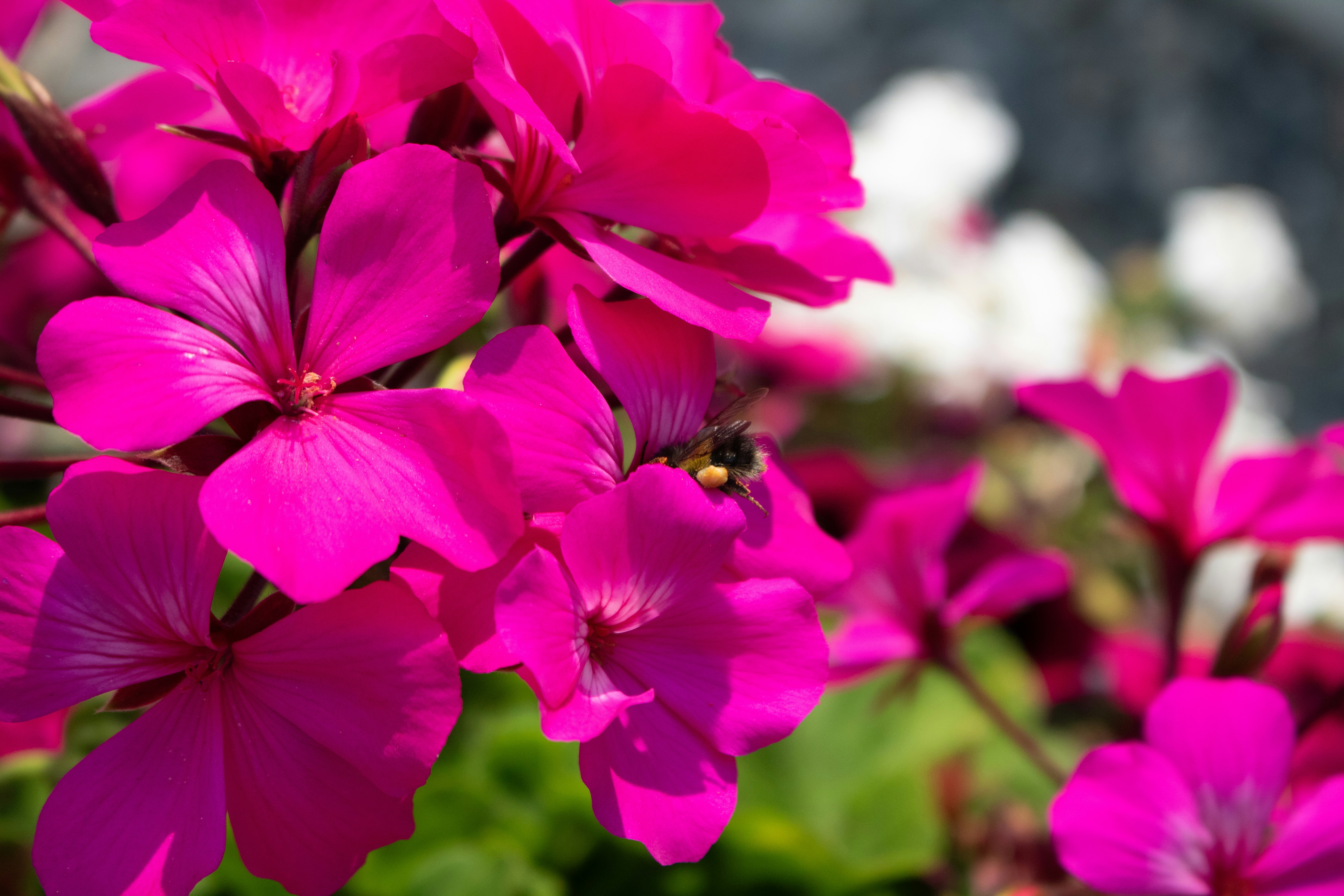 Photo by zoshuacolah