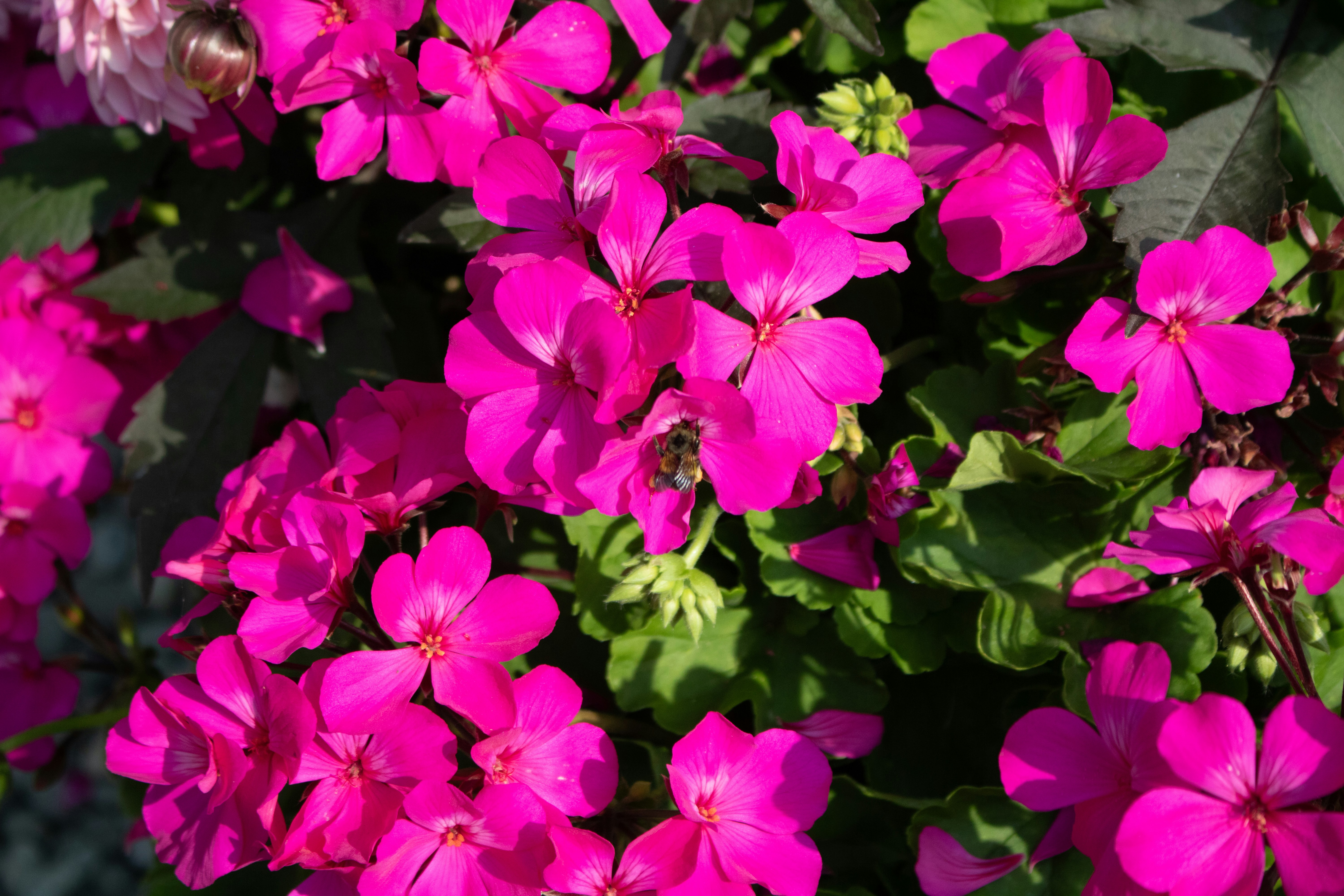 Photo by zoshuacolah