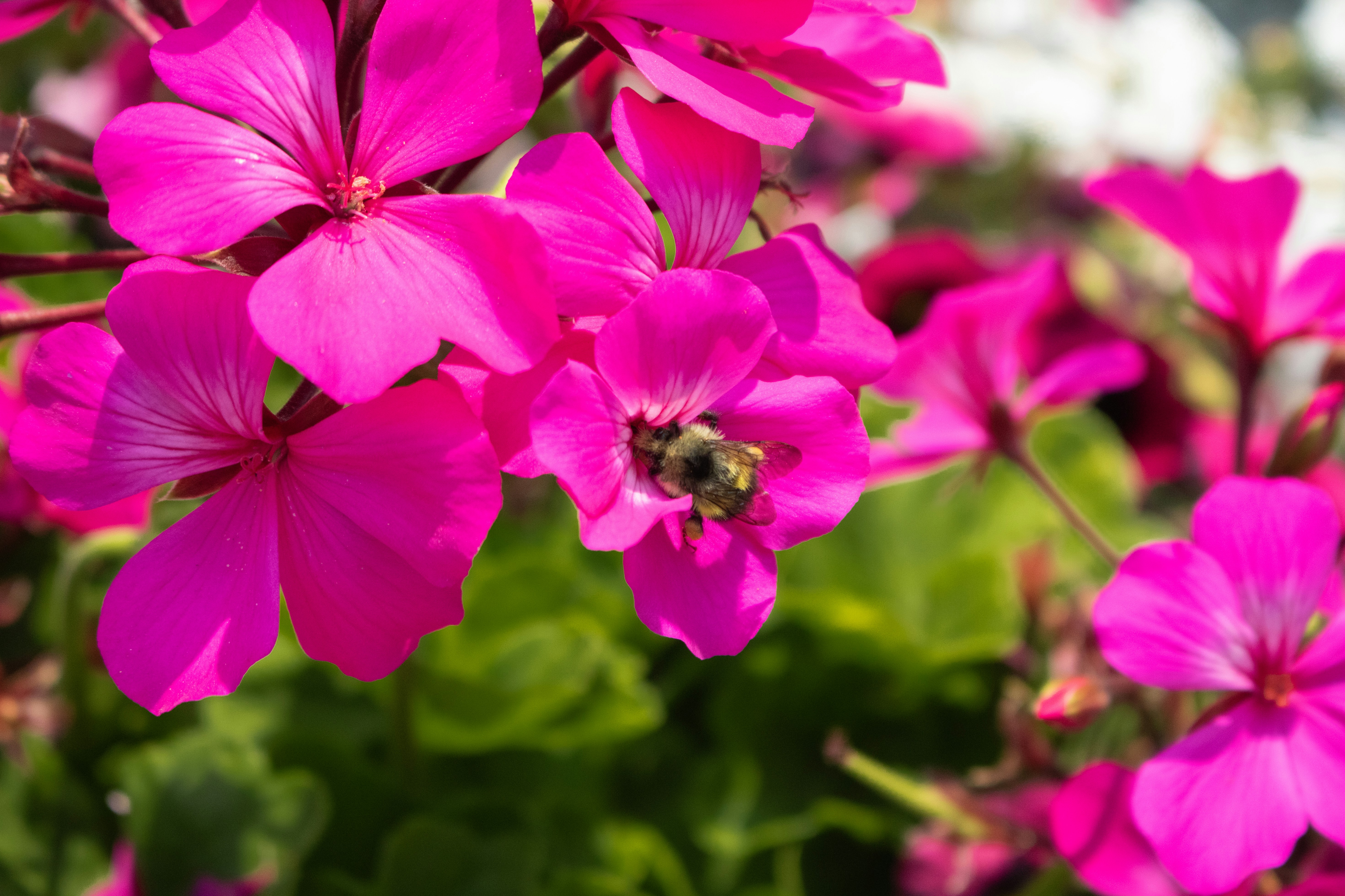 Photo by zoshuacolah