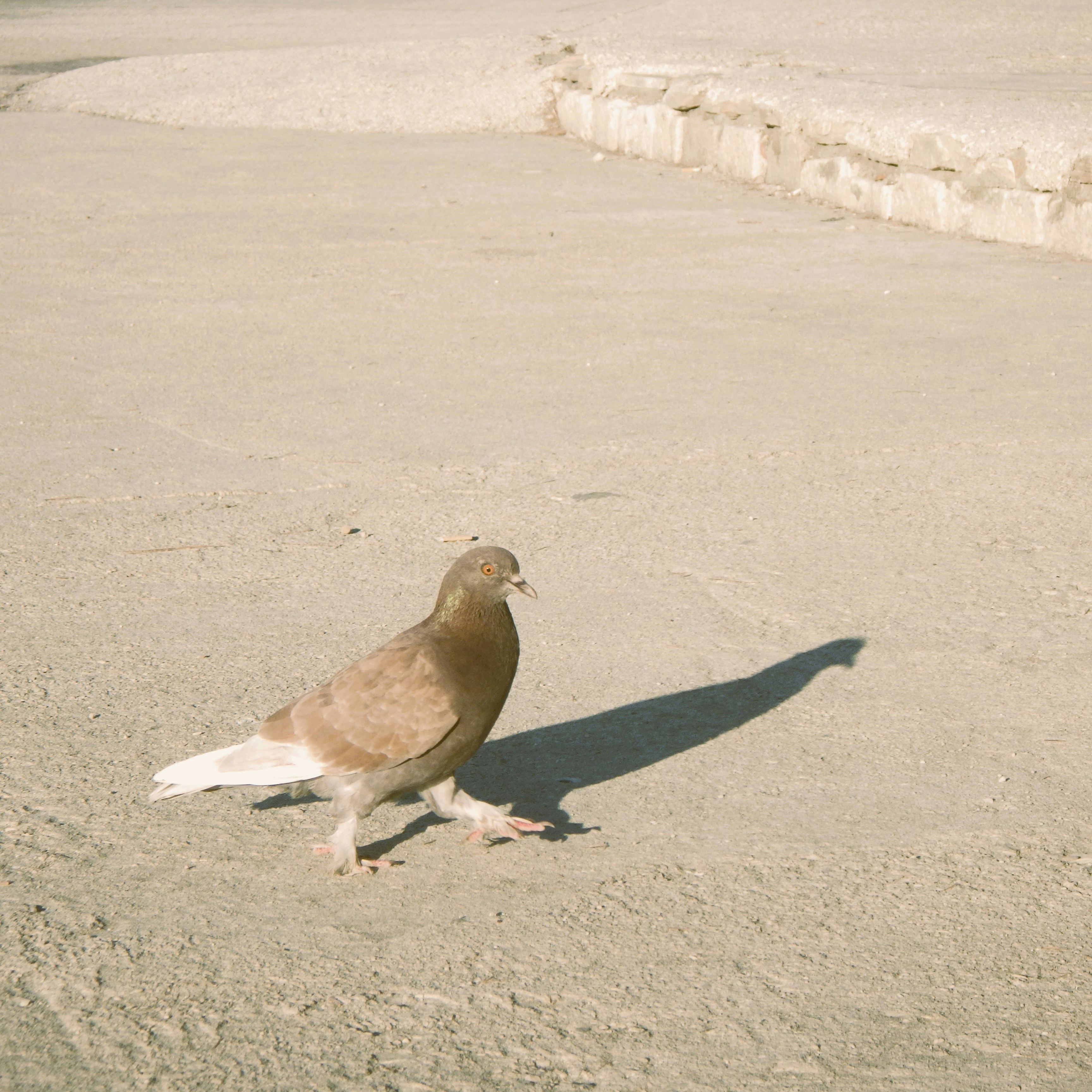 Photo by dominapetric