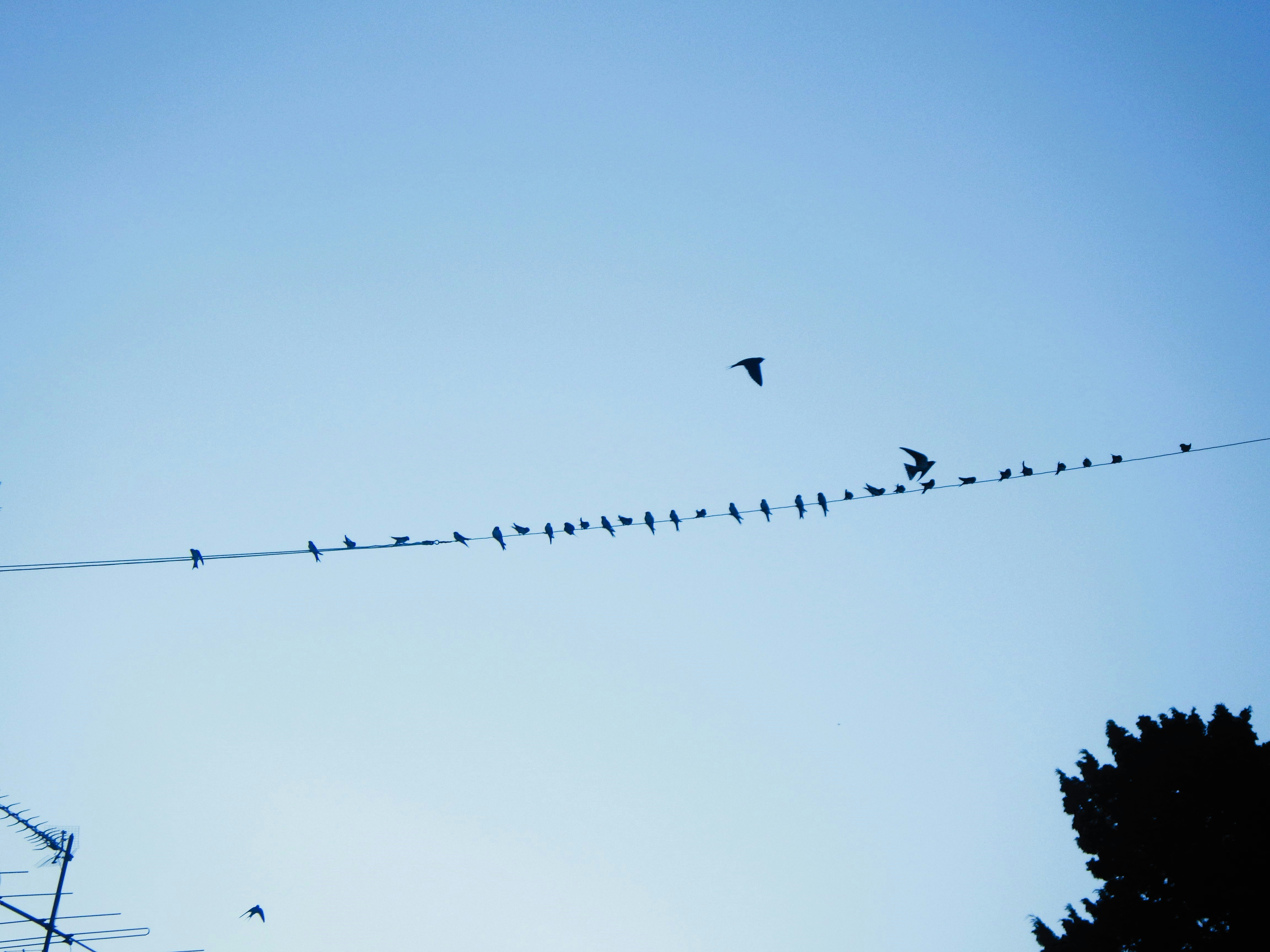 Photo by dominapetric