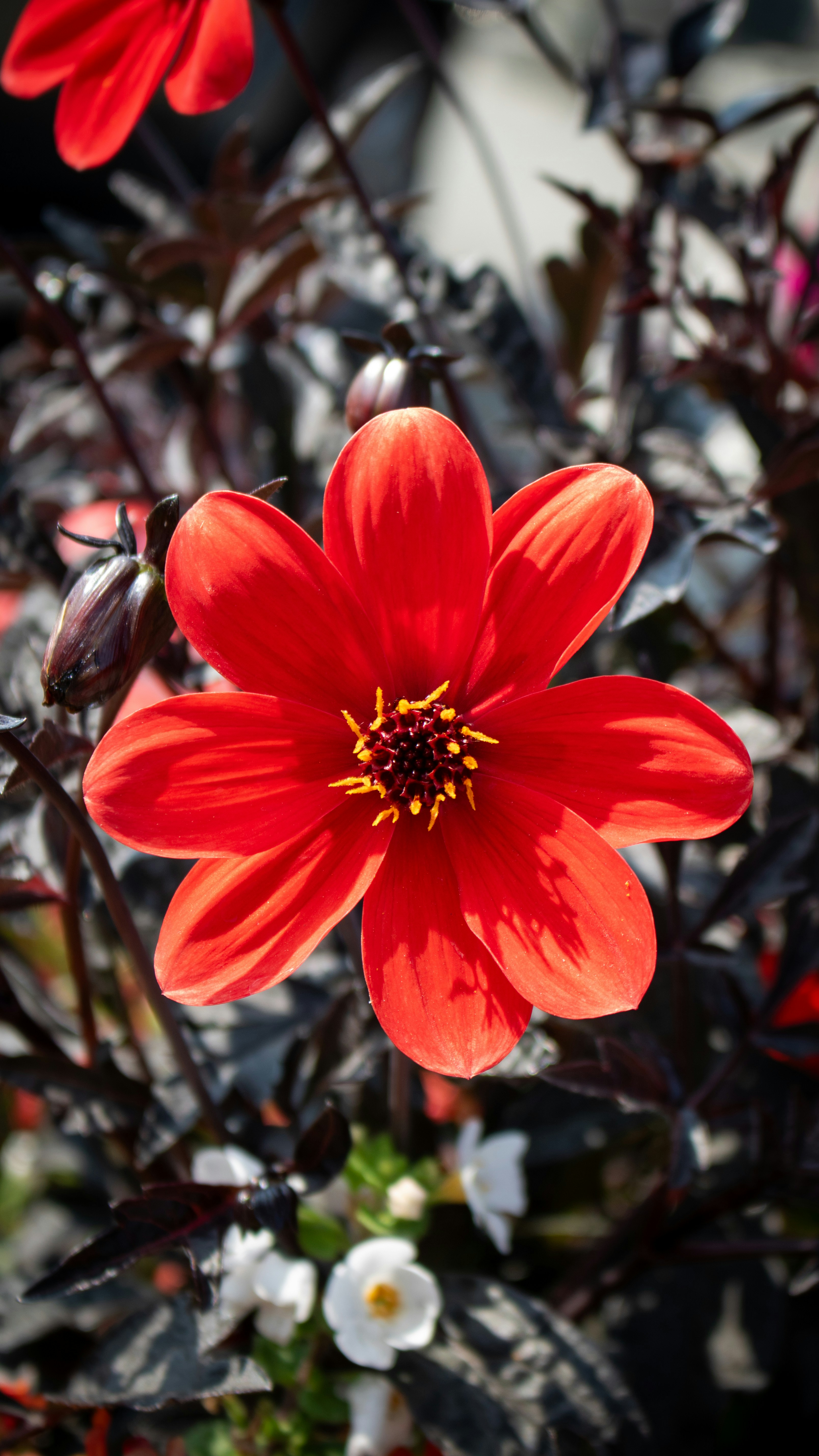 Photo by zoshuacolah