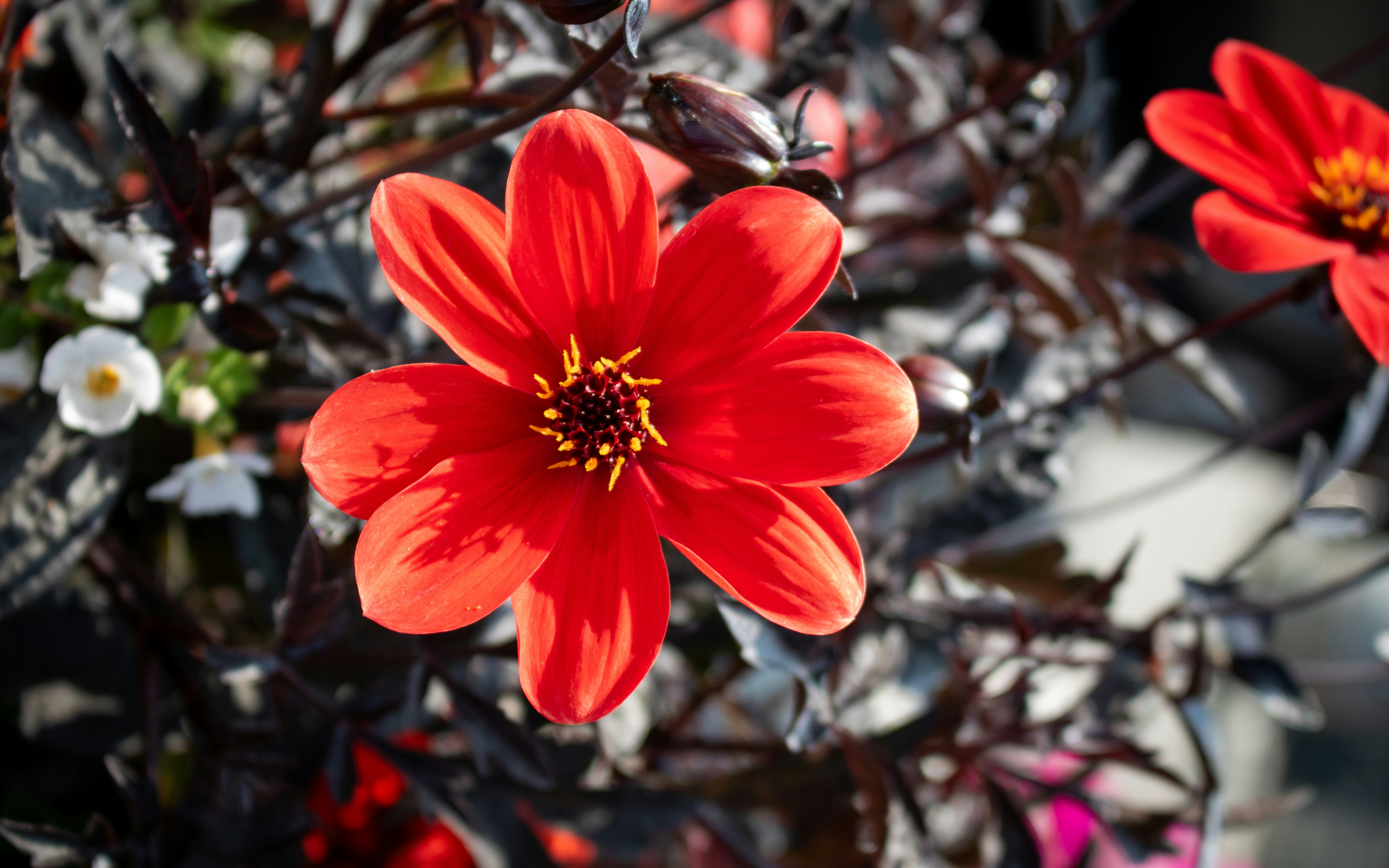 Photo by zoshuacolah