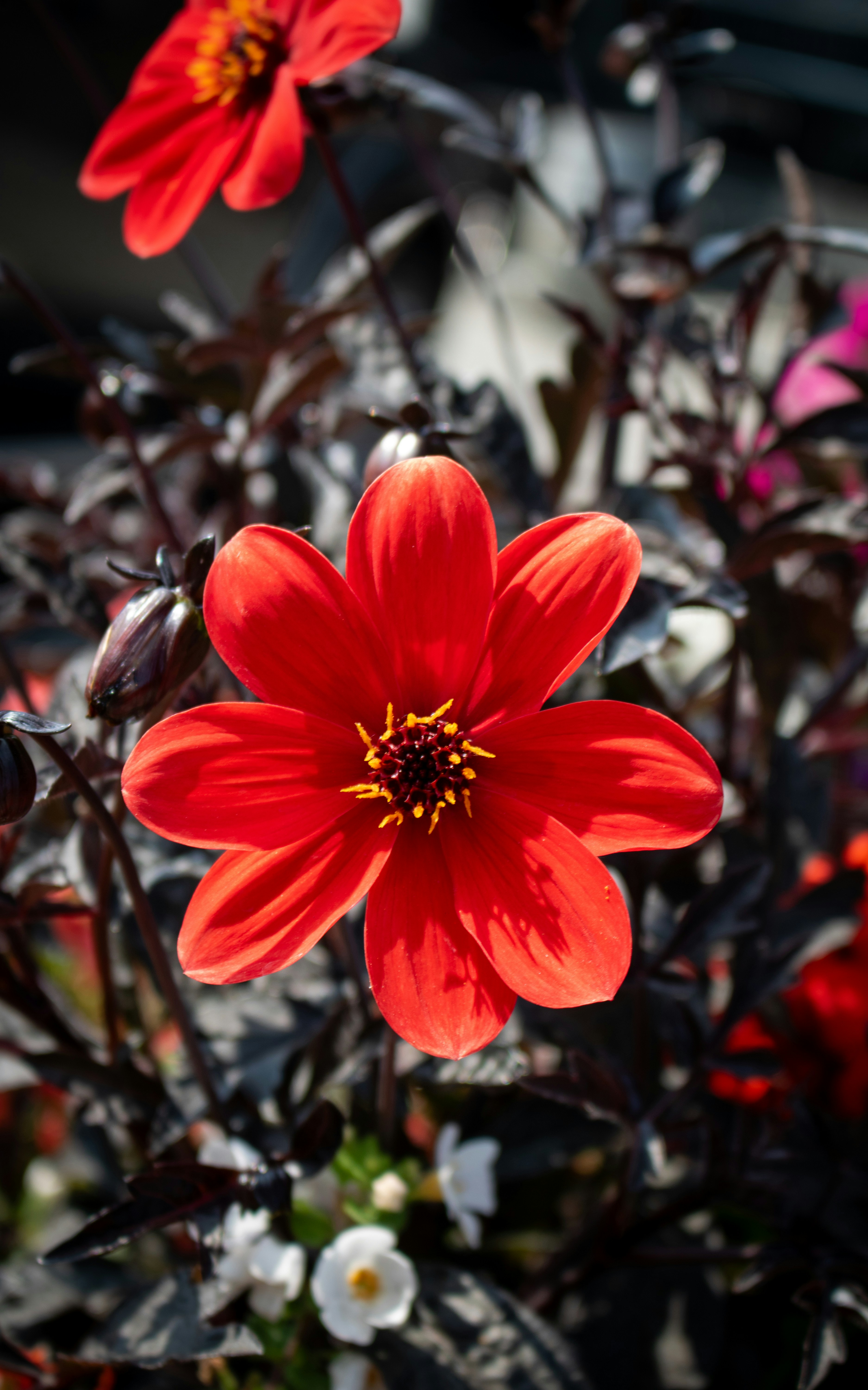 Photo by zoshuacolah