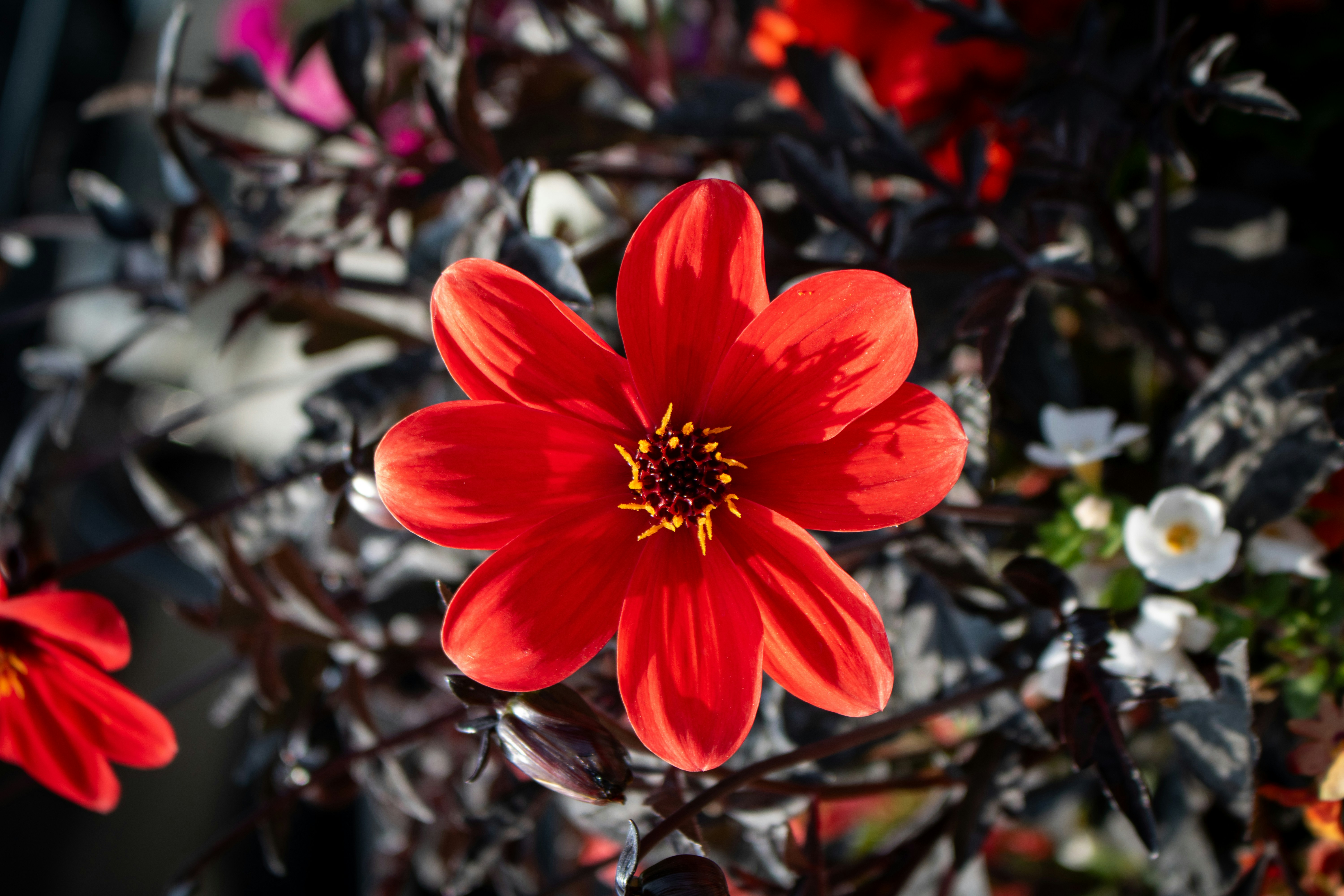 photo-1723275978942-3d46523b3f7f