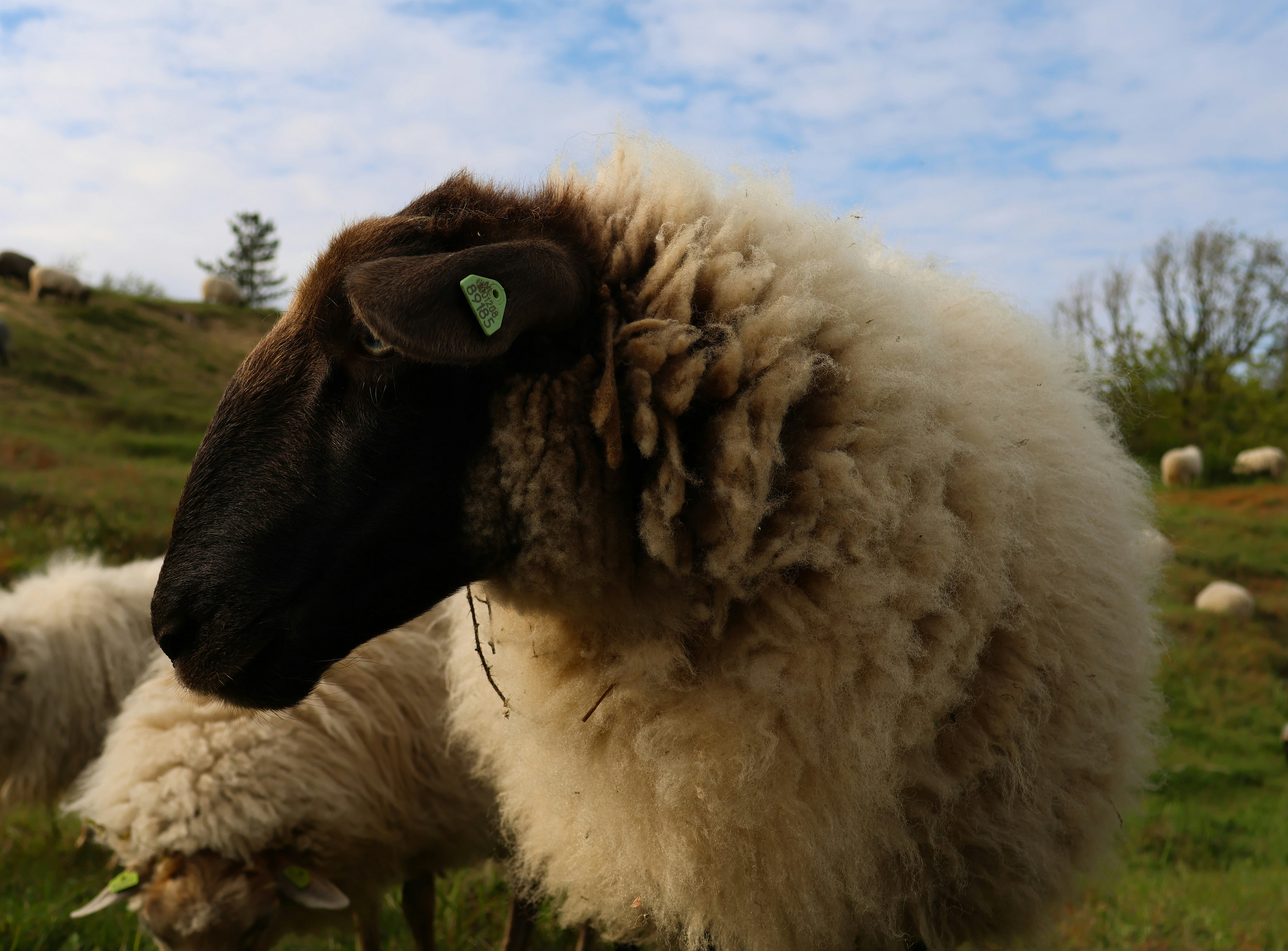 A couple of sheep standing on top of a lush green field