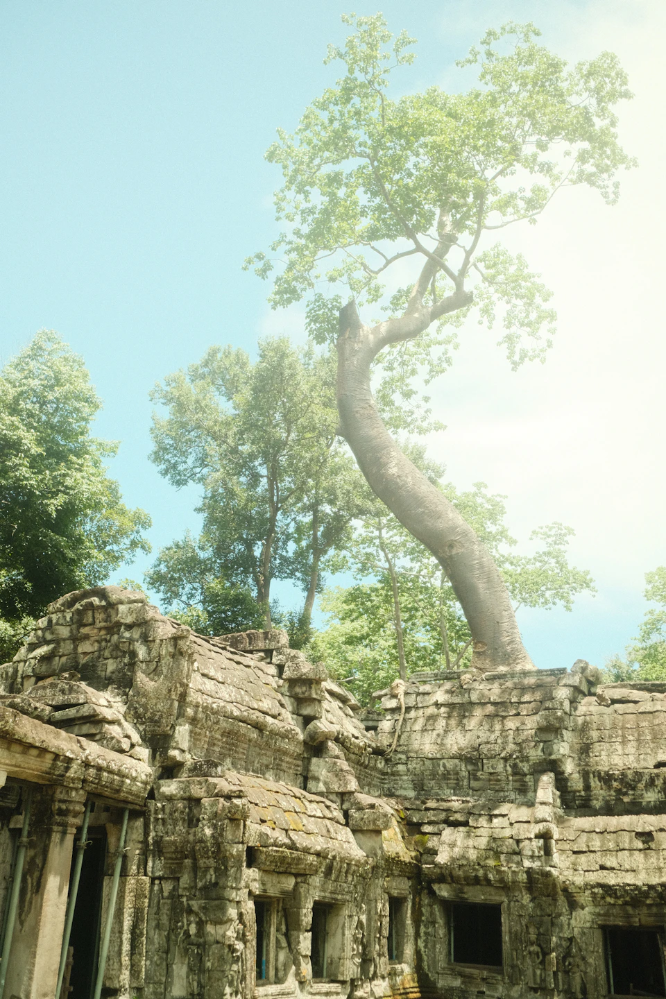 The image depicts a temple nestled within a lush, verdant landscape. The temple is constructed from stone and features multiple levels with windows and doors. A large tree with a twisted trunk stands prominently on top of one of the temple's towers, adding an element of natural beauty to the scene. The temple appears to be in good condition, suggesting it has been well-maintained over time.