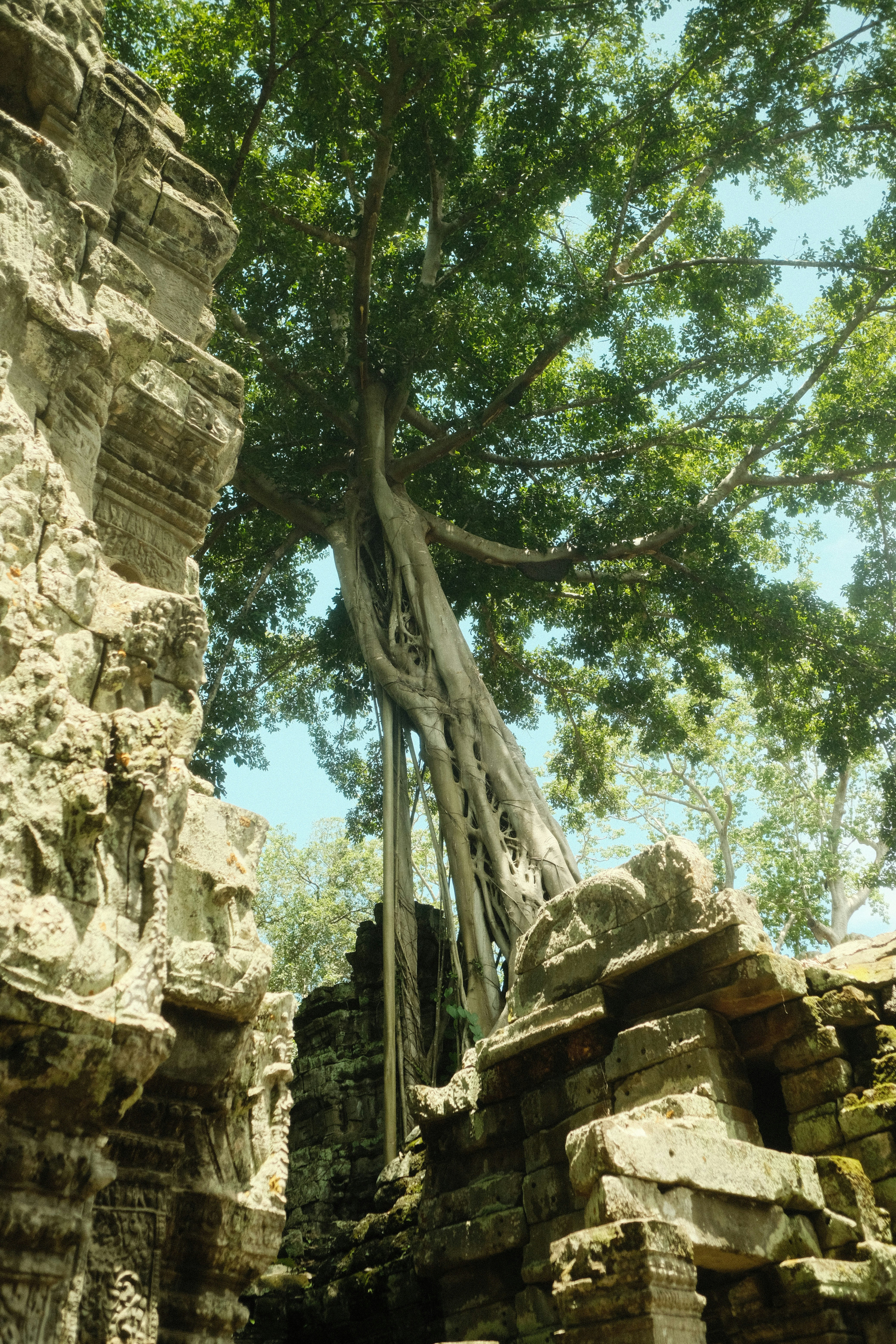 A tree growing out of the side of a building