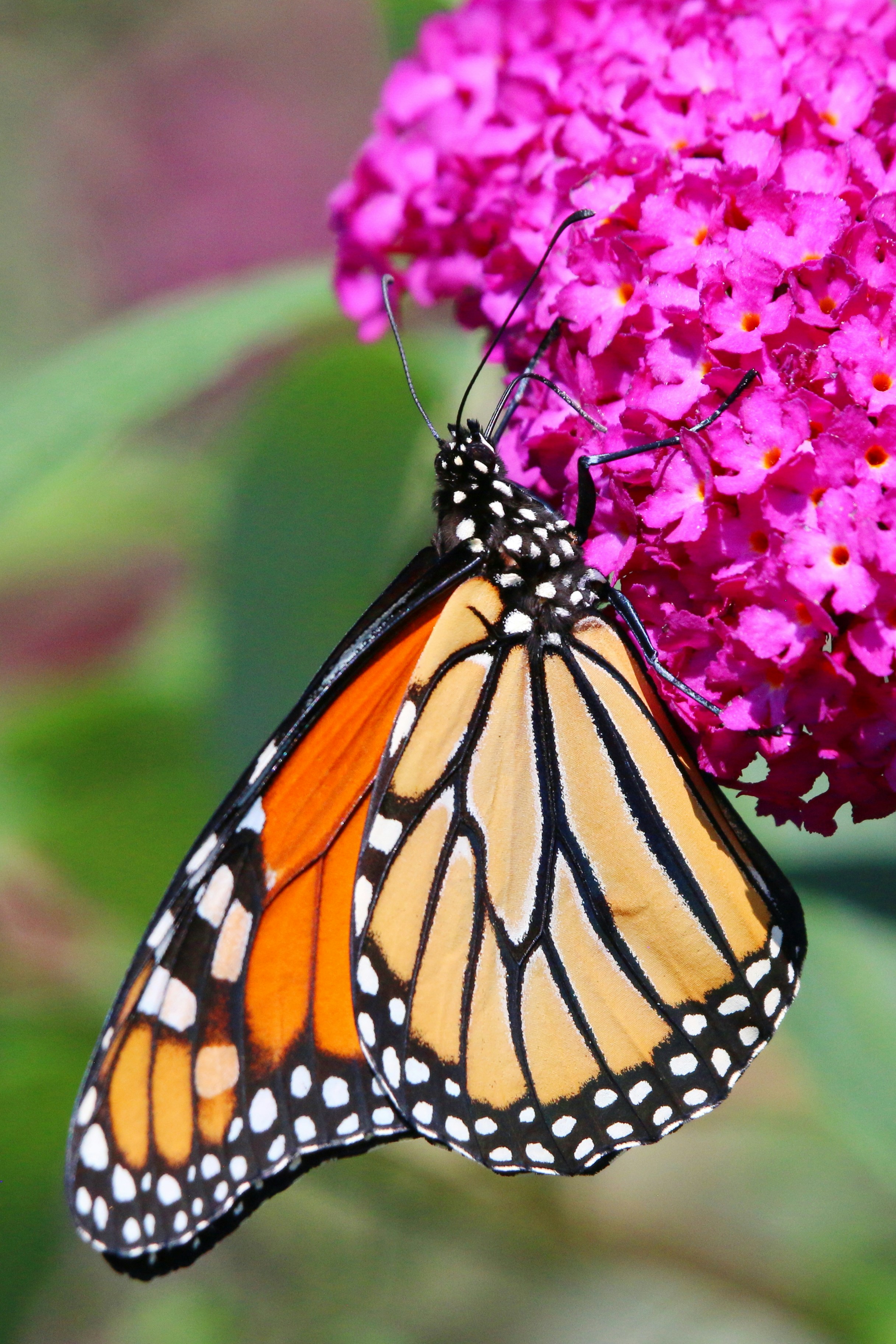 Photo by goldenplover31