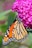 A butterfly that is sitting on a flower