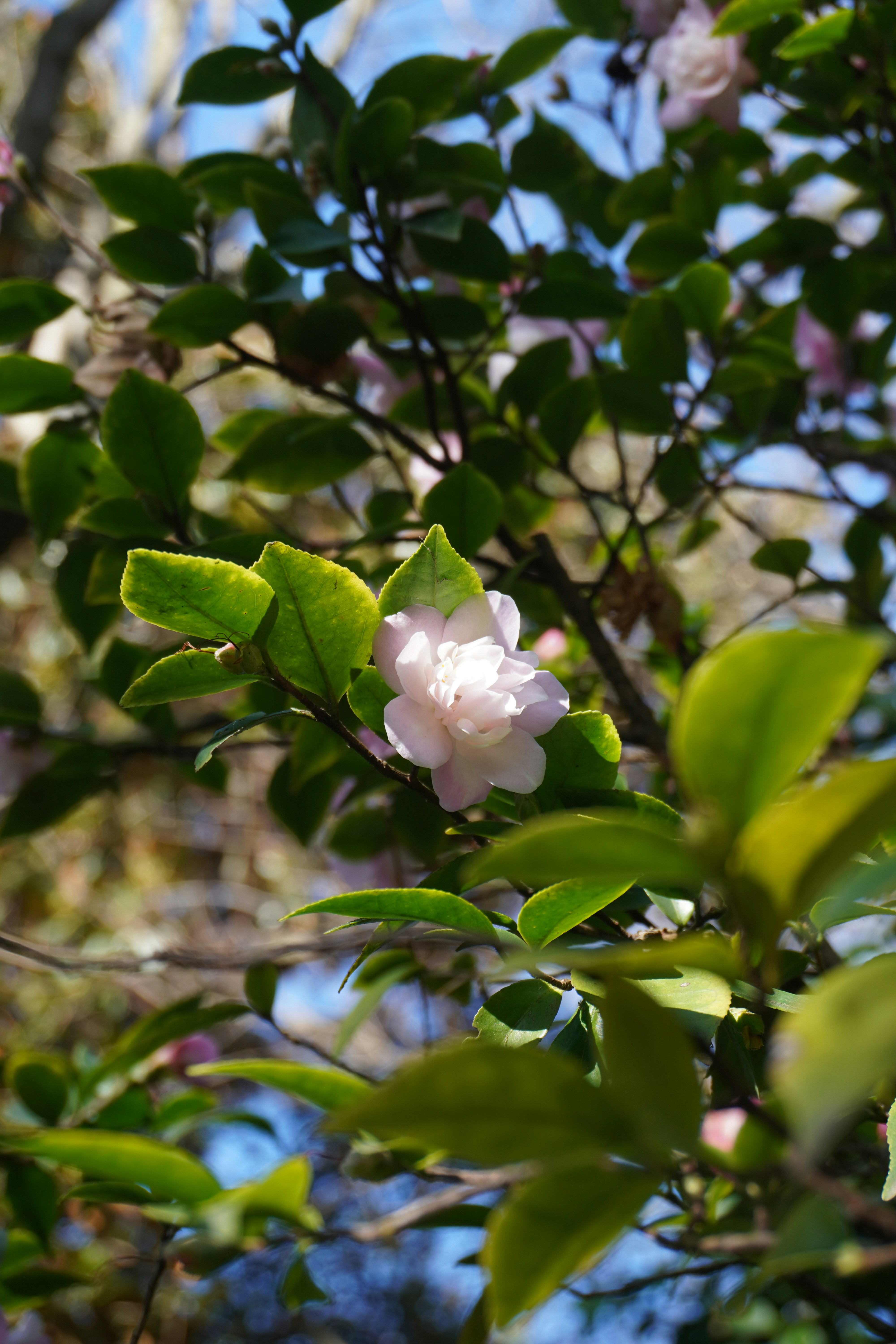 Photo by cherrymacherie