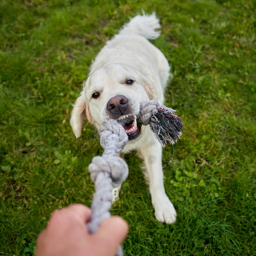 Cozy golden puppy happily chewing on a natural rope toy