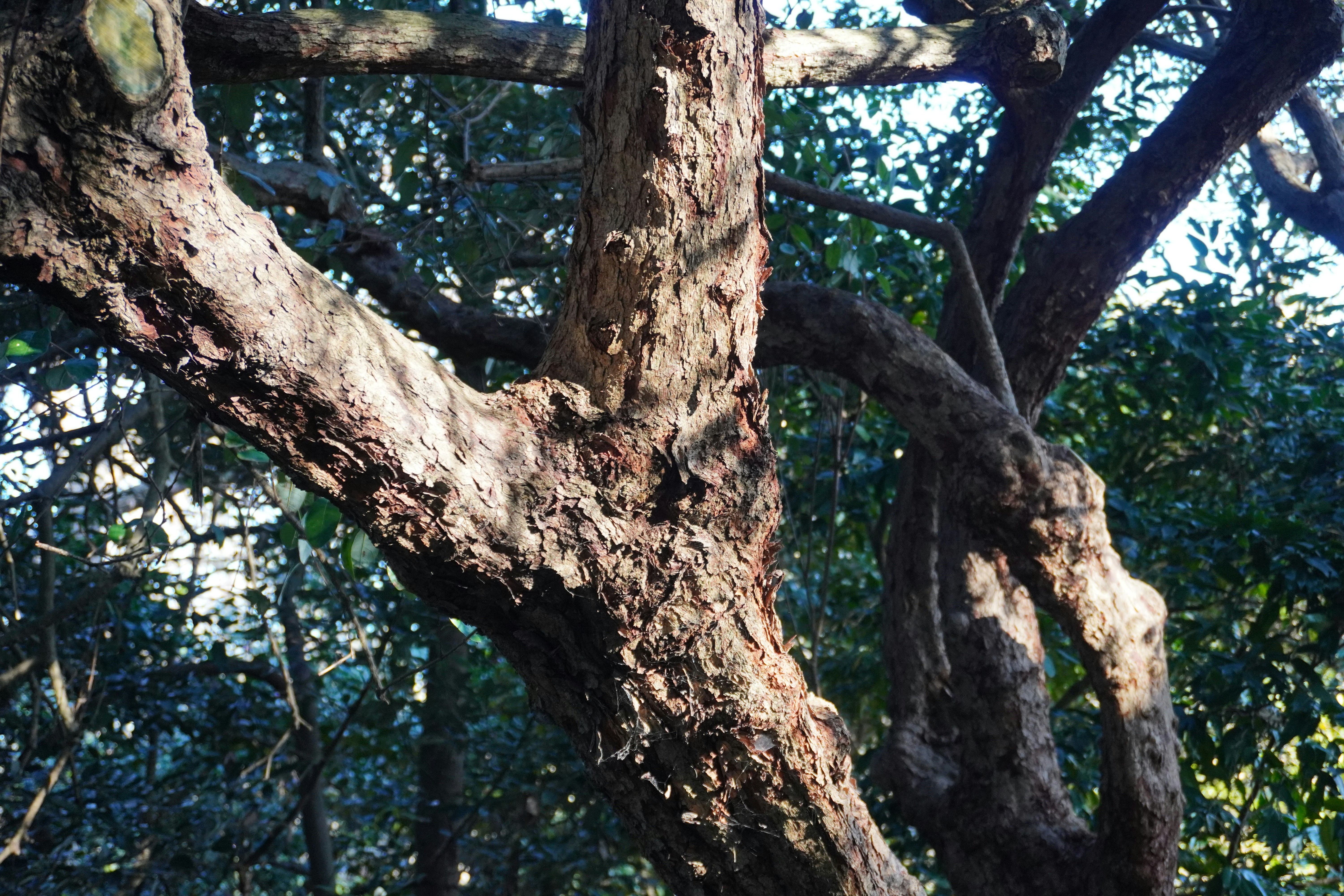 A bird perched on top of a tree branch