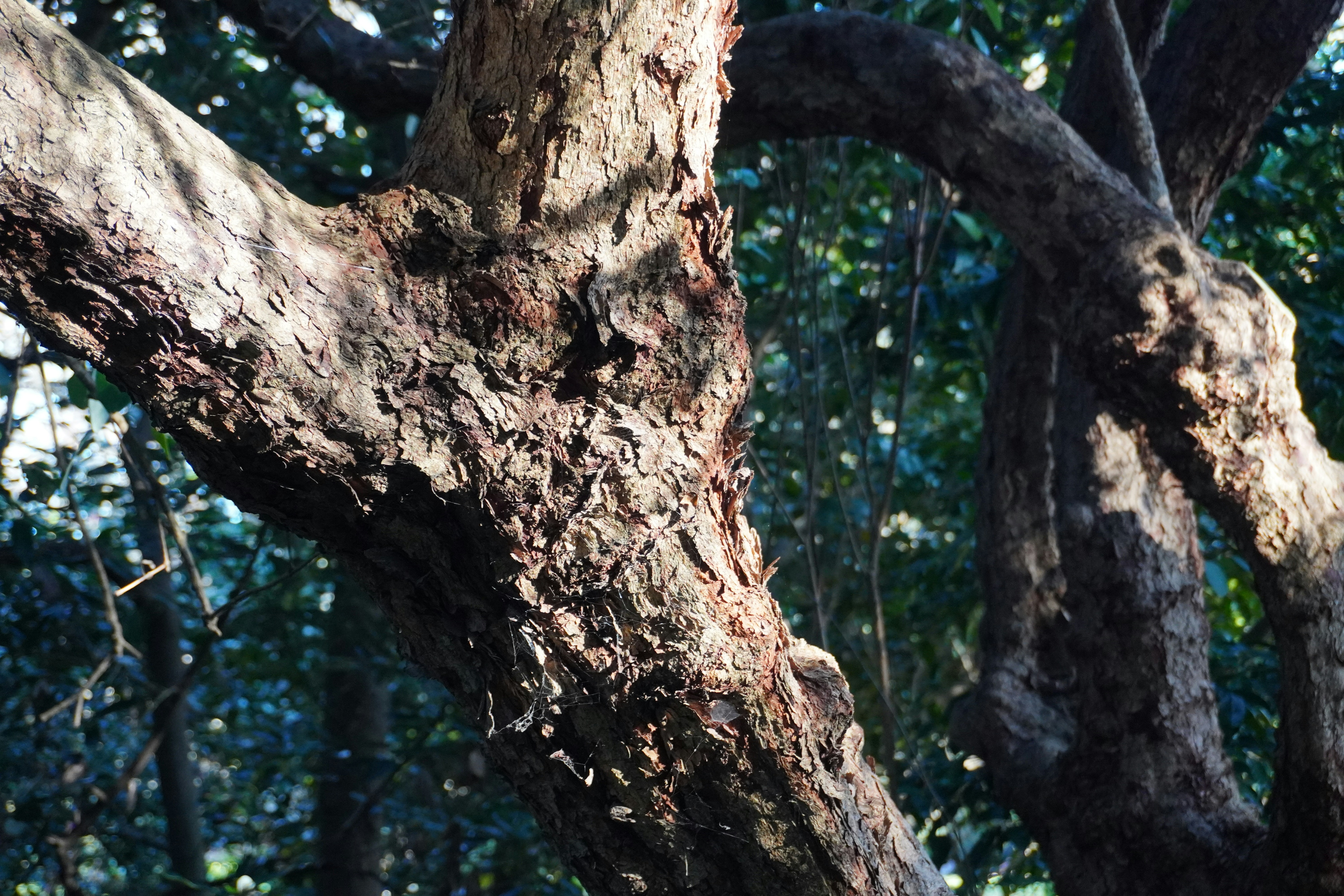 Photo by cherrymacherie