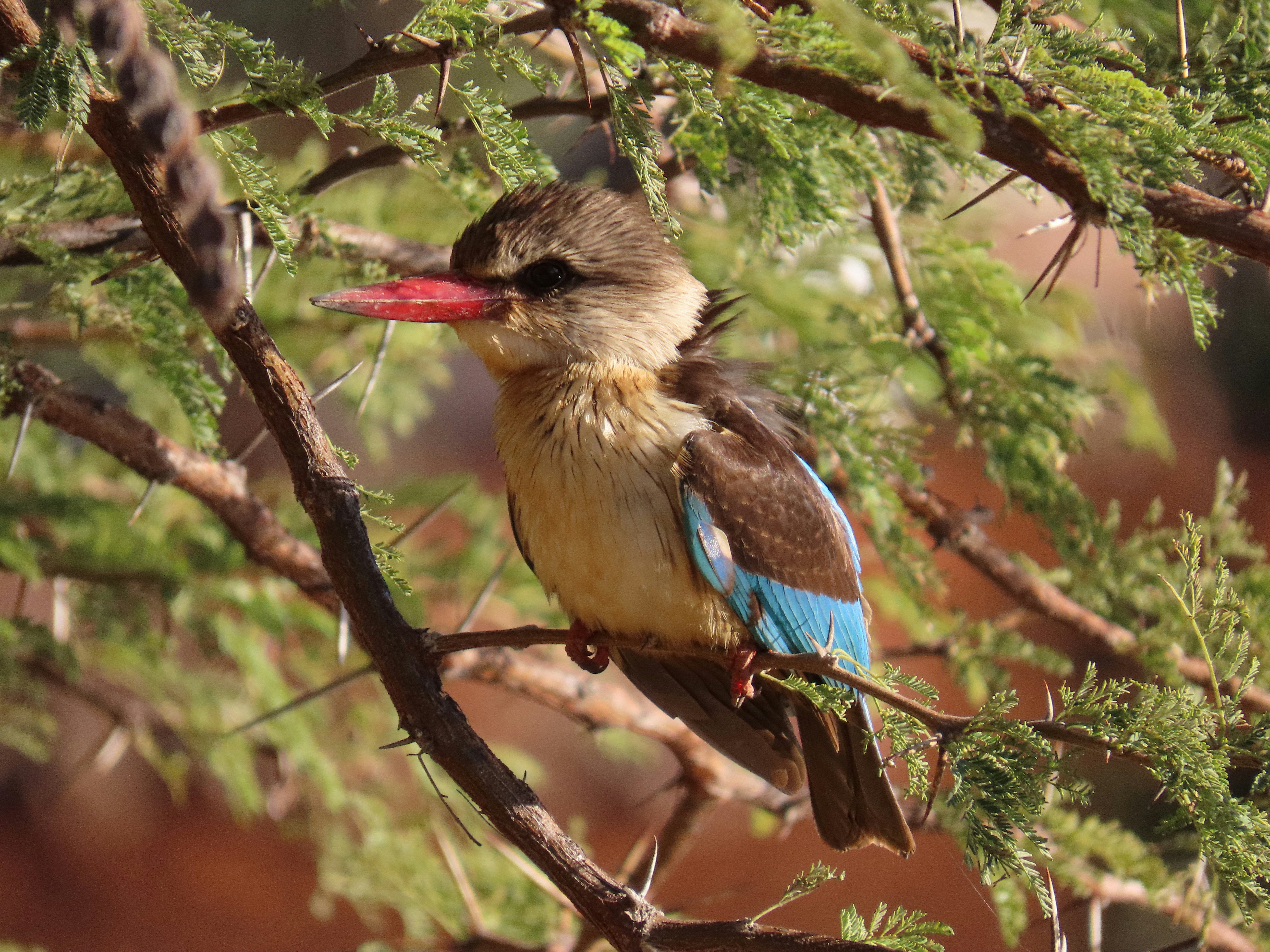 A small bird perched on a branch of a tree