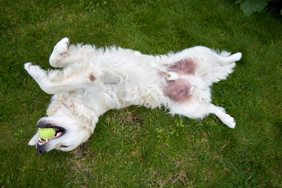 A dog laying on its back with a tennis ball in its mouth