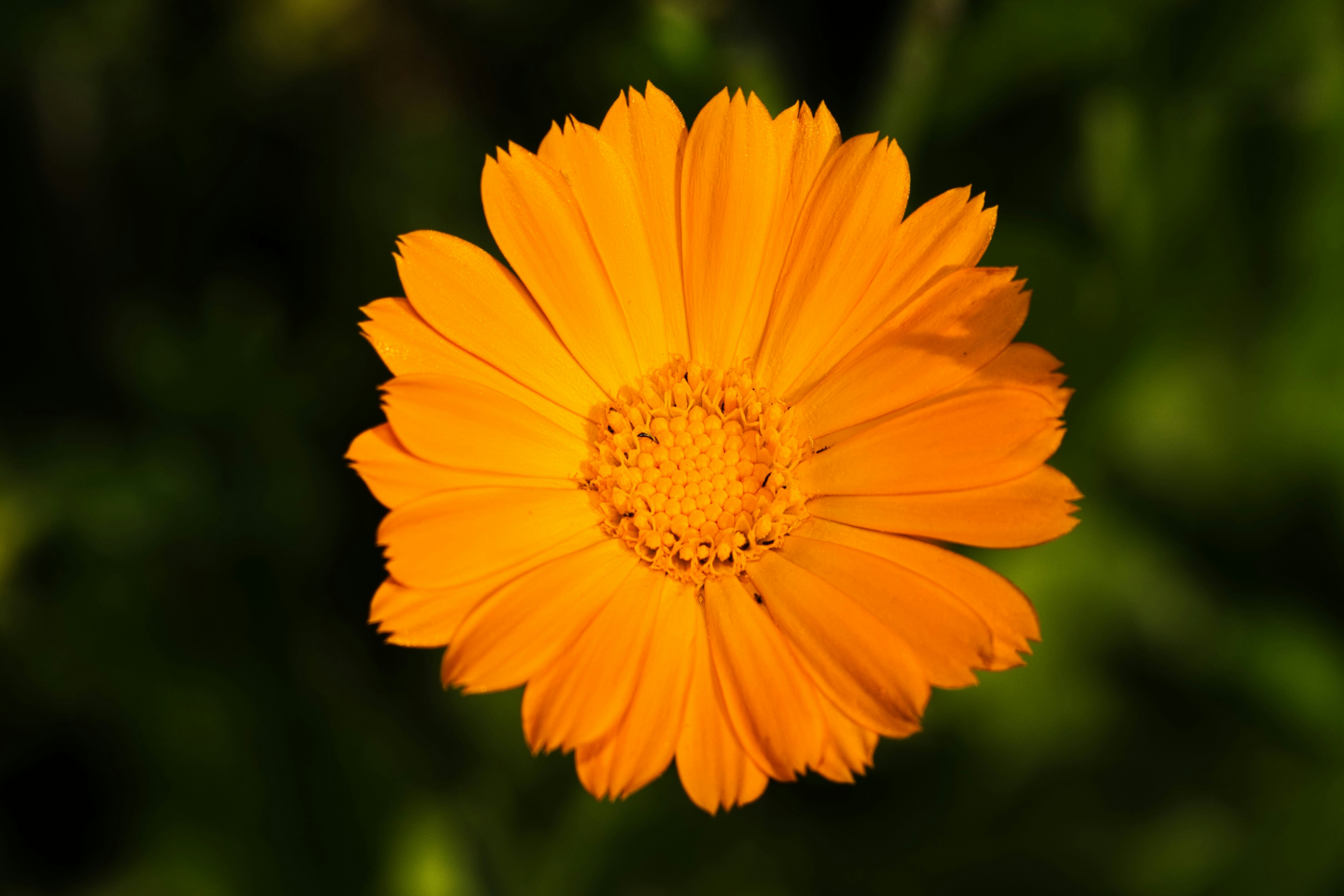 =pain relief medication close-up
, ilustrasi artikel Kenali Jenis Obat Pereda Nyeri yang Tepat Sesuai Kondisi Anda 3