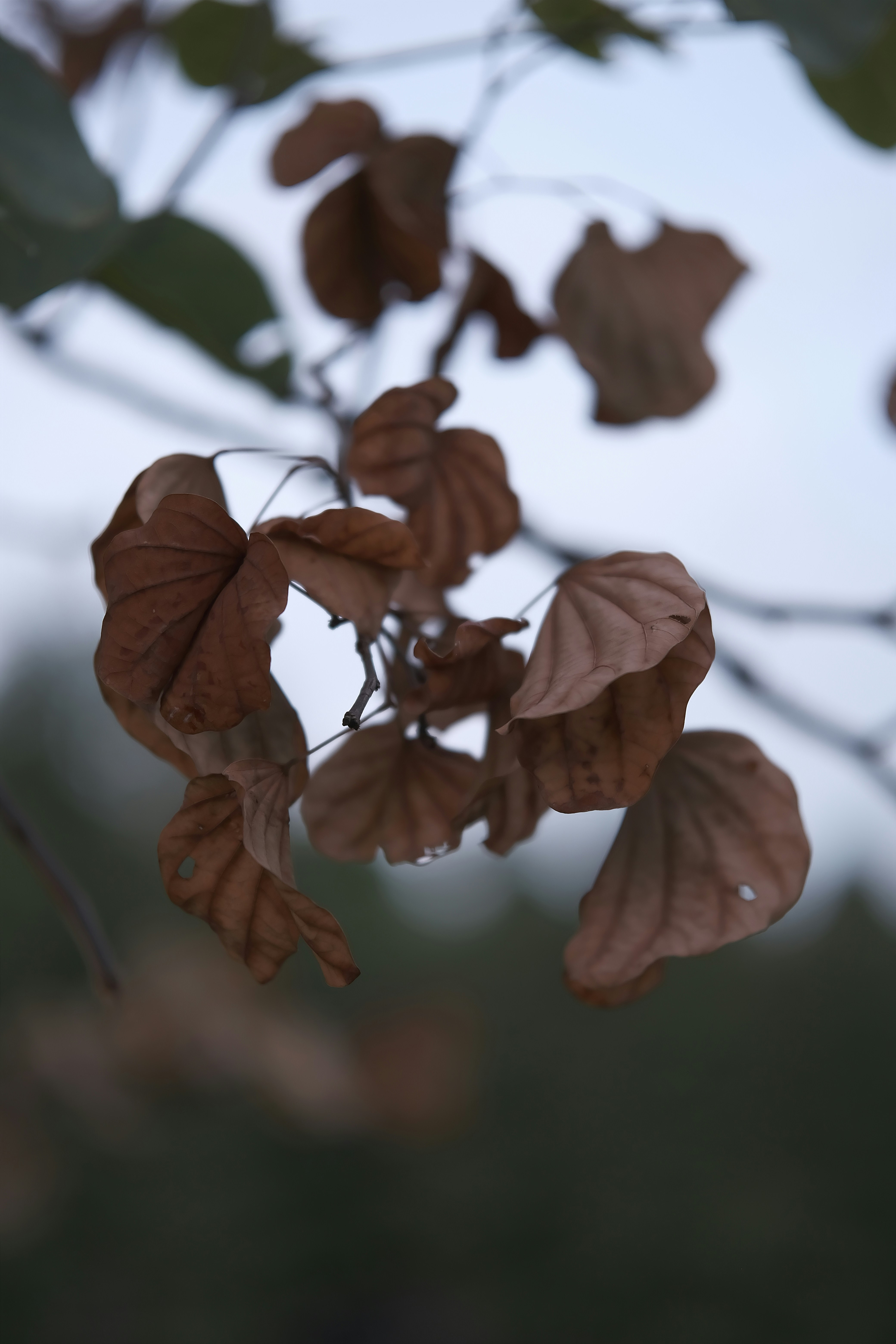 A close up of leaves on a tree branch