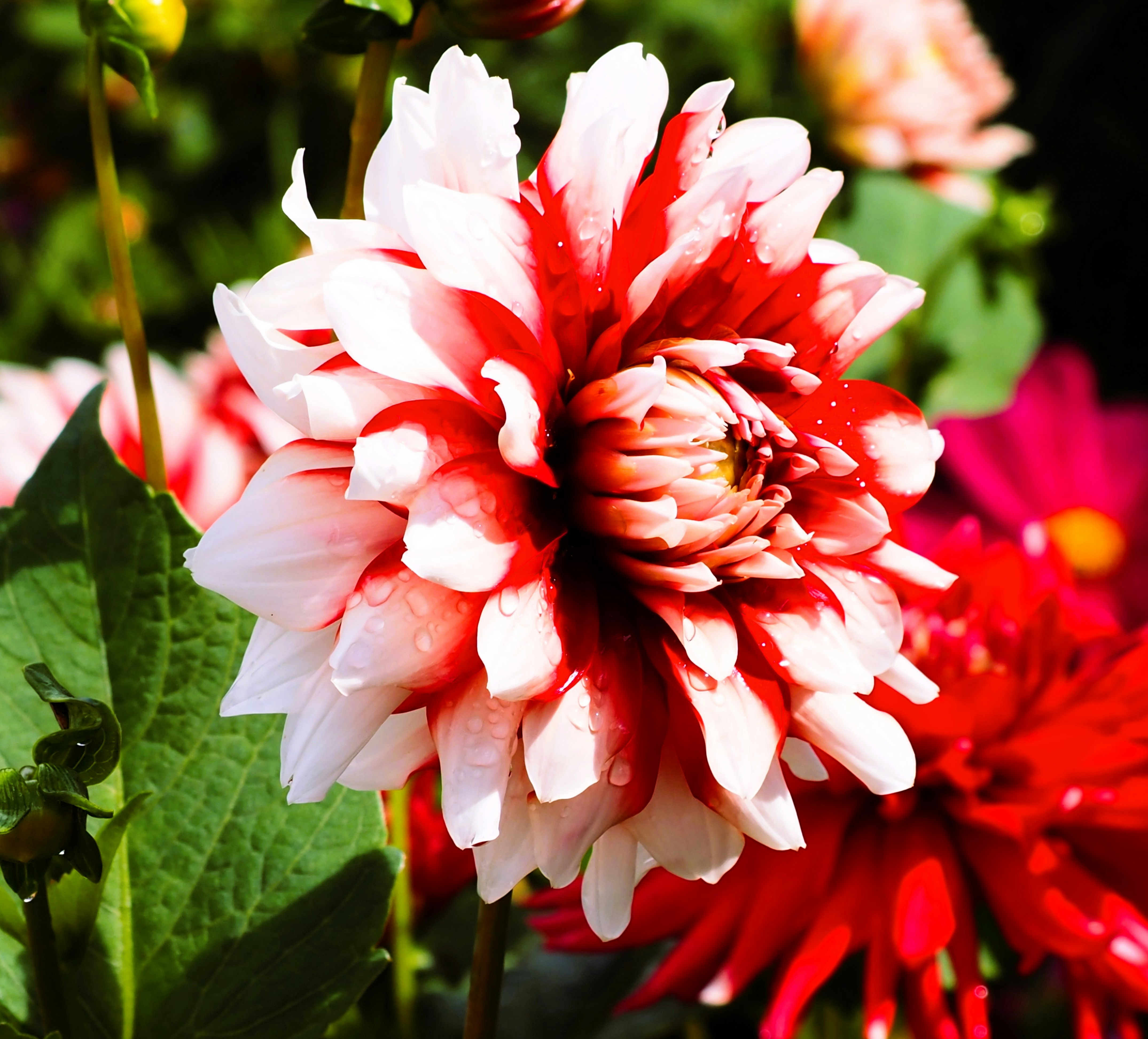 Une fleur rouge et blanche dans un jardin photo – Image gratuite de ...