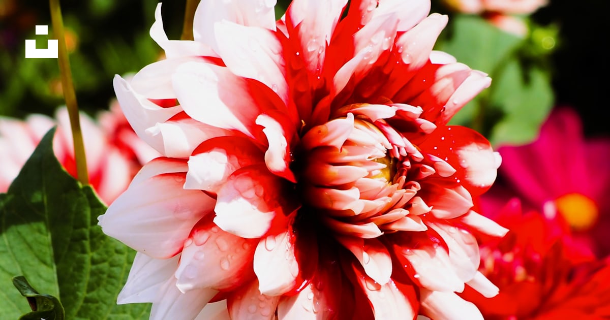 Une fleur rouge et blanche dans un jardin photo – Image gratuite de ...